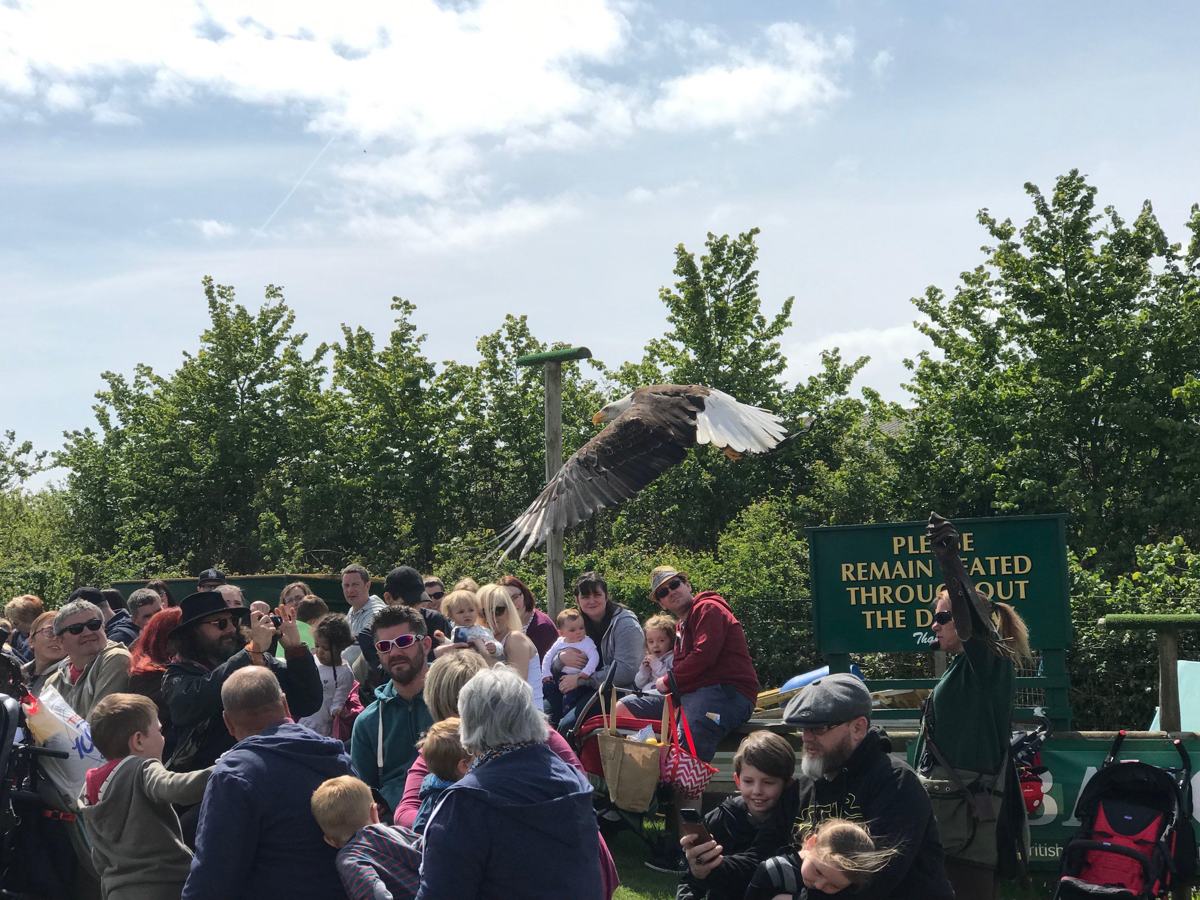 Hawkridge Bird Of Prey Centre