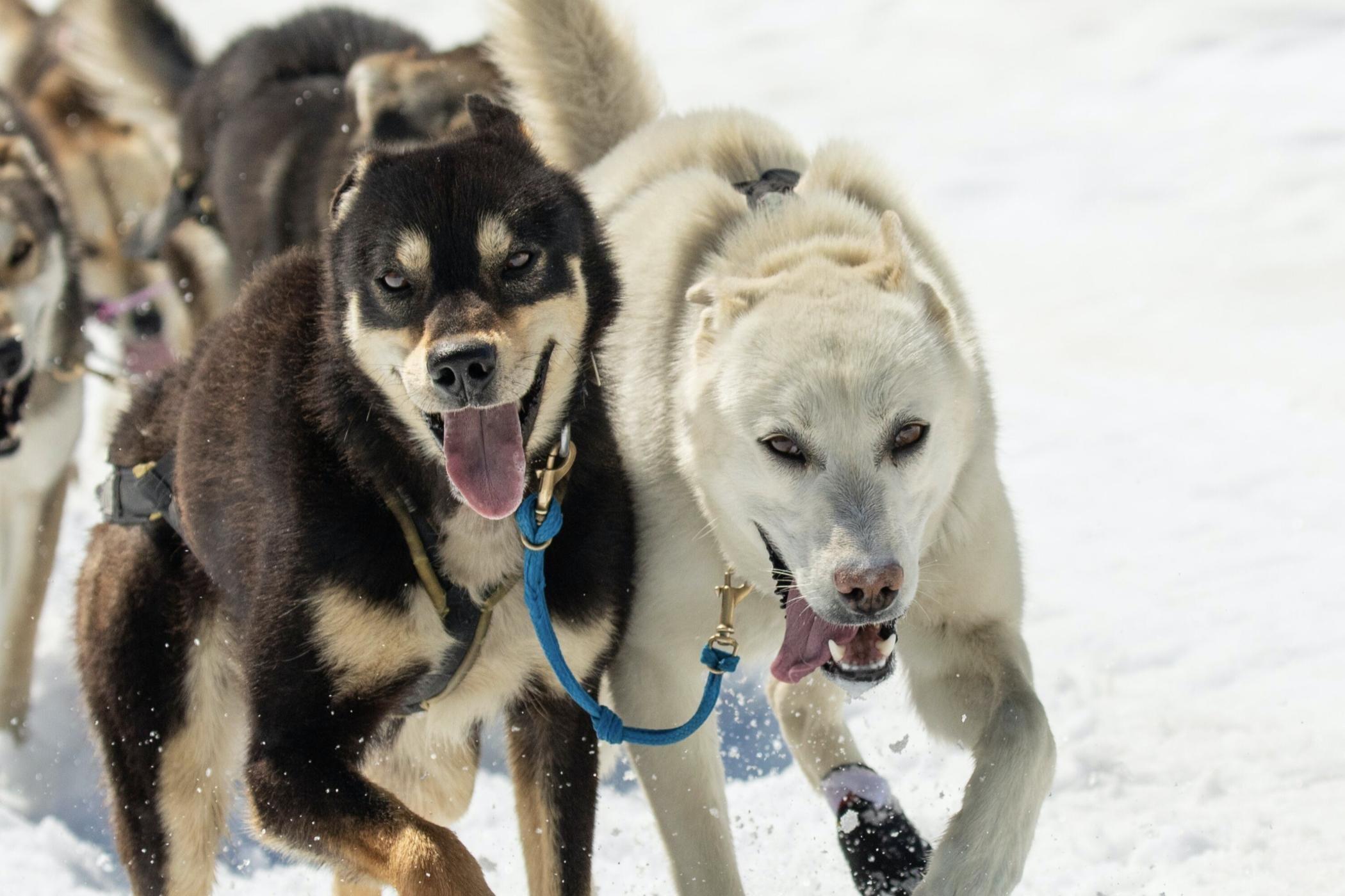Alpine Air Alaska - Seward