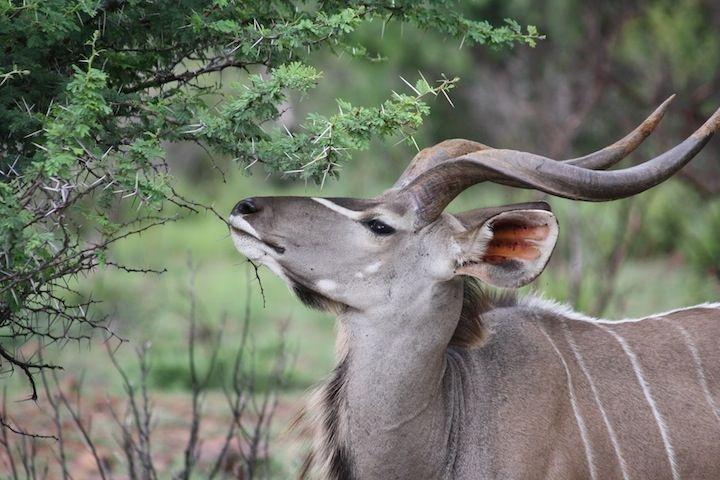 Zeigen Tours & Safaris