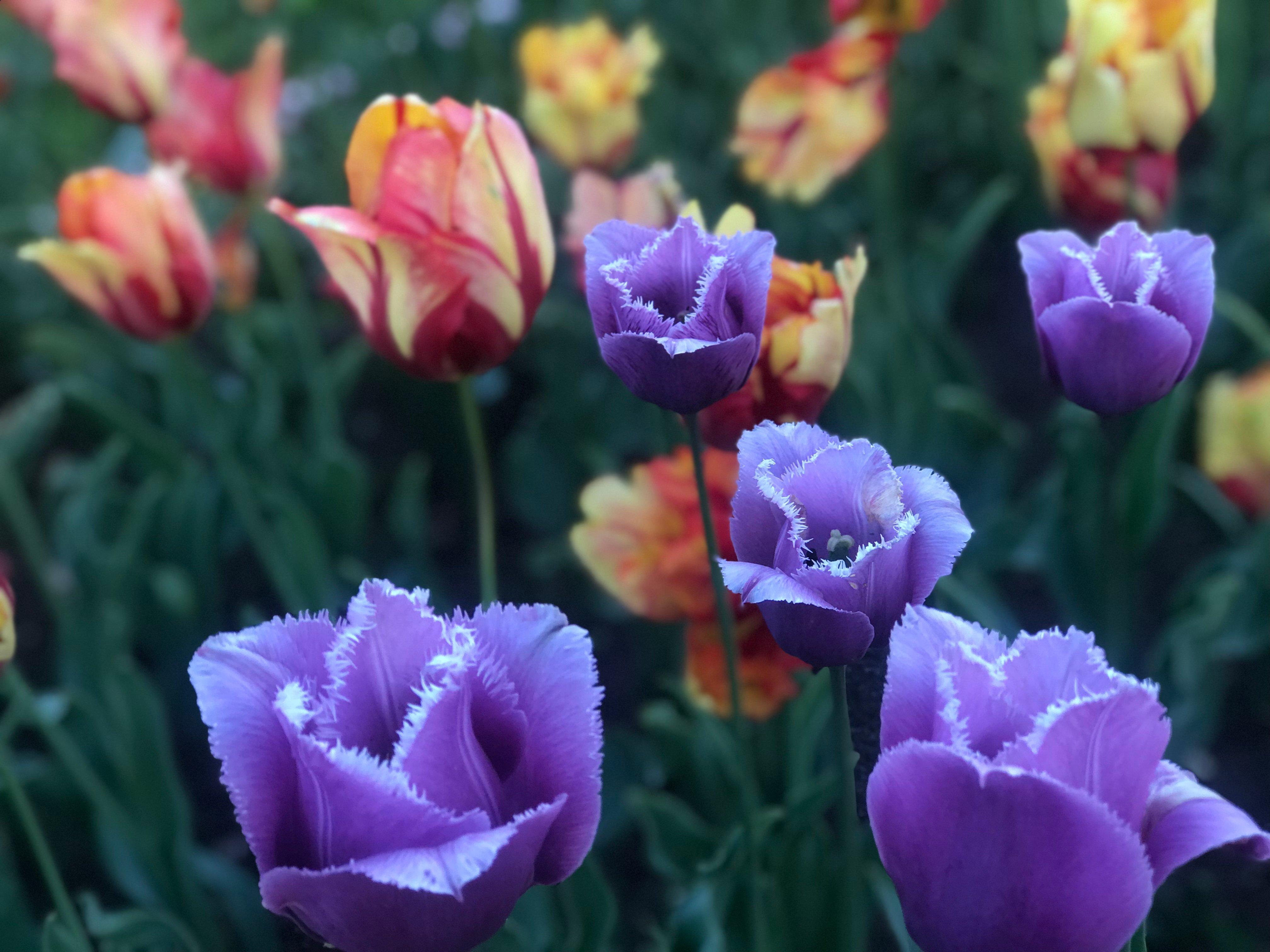 Swiss Star Longstreet