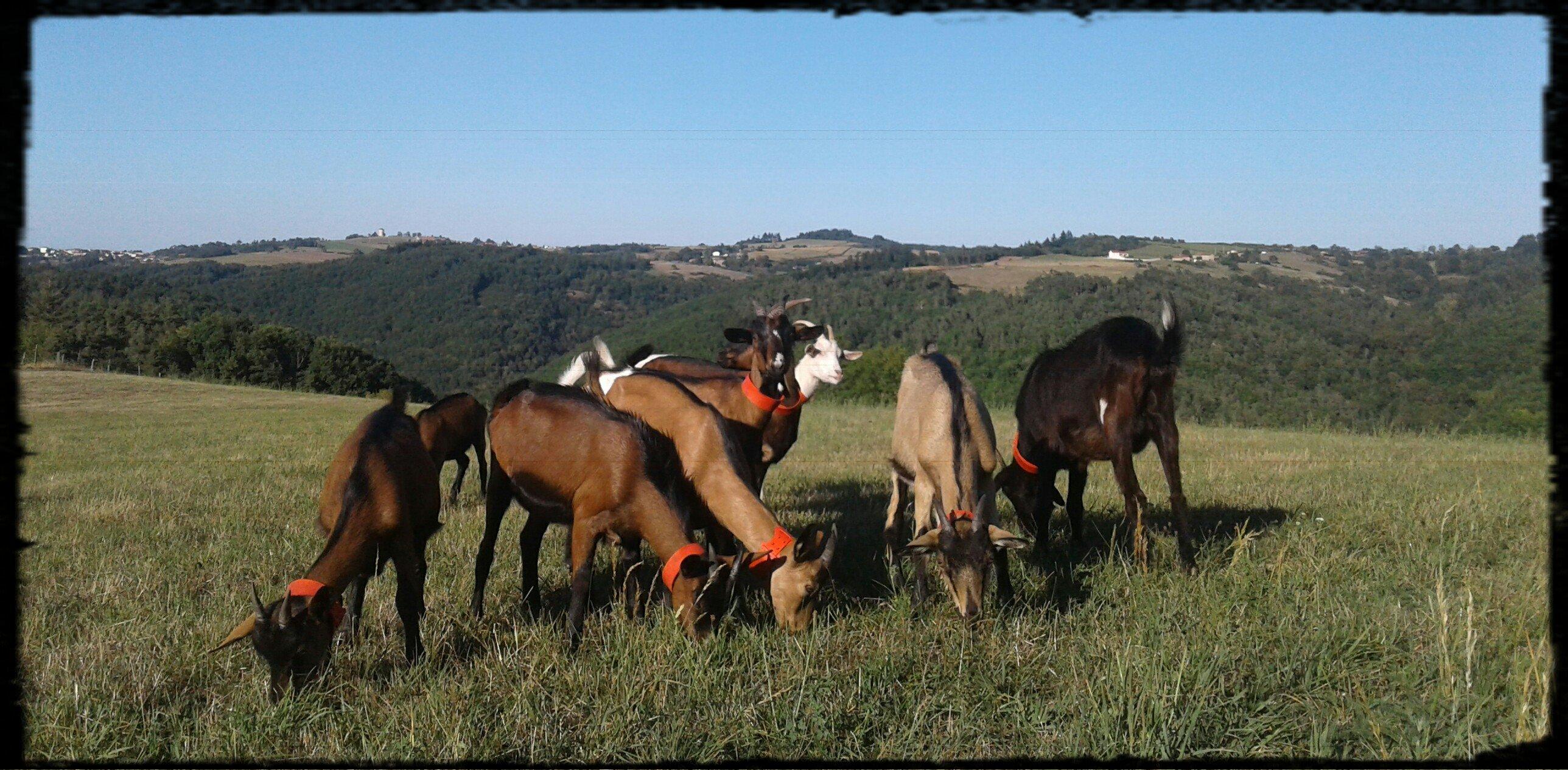 Les Biquettes du Serton