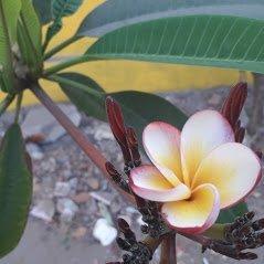 Massage Yoga Carole Martinez