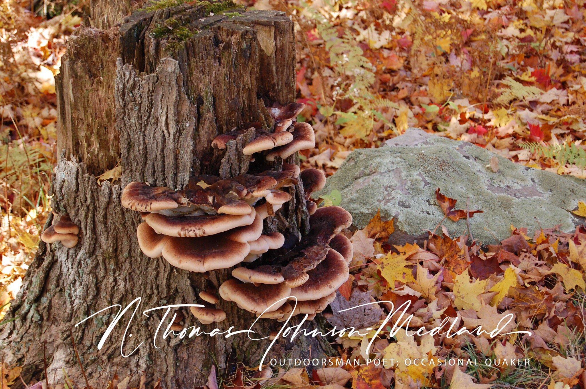 Photo by tom-jm-poet