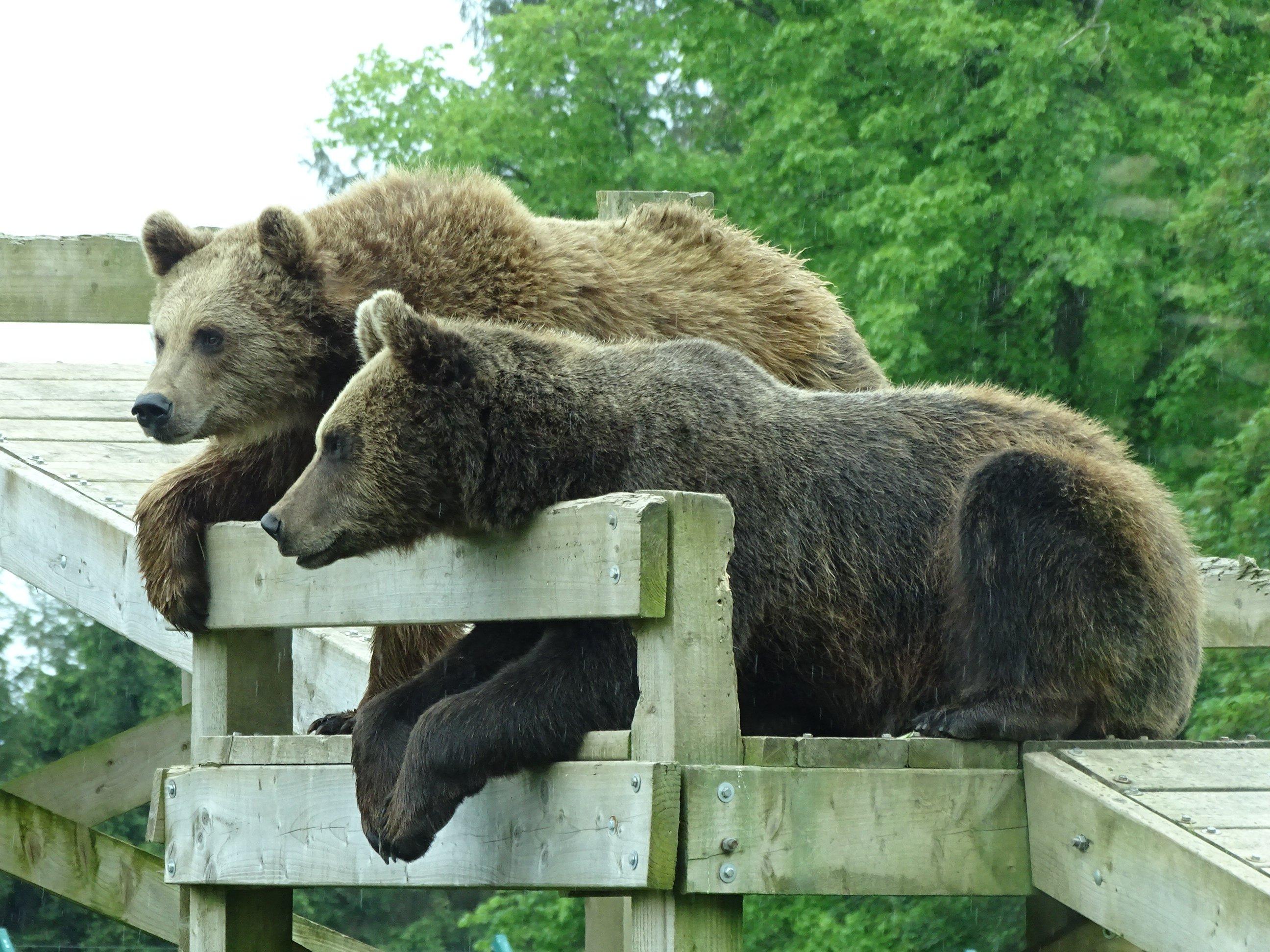 Camperdown Wildlife Centre