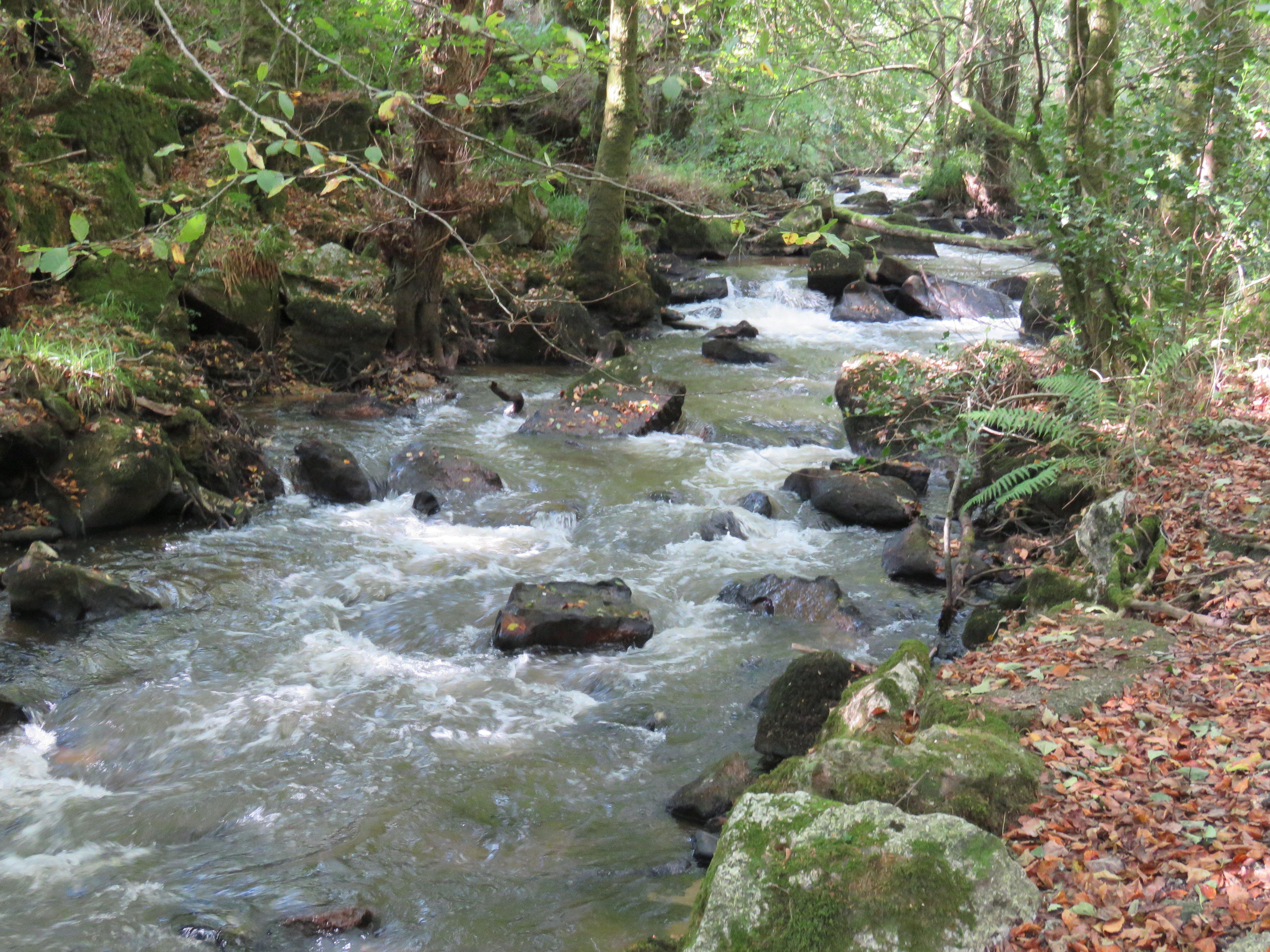Luxulyan Valley Circular Walk