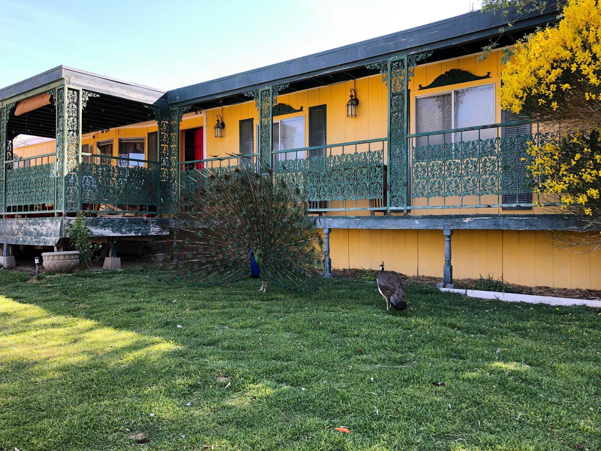 Shady Lady Bed and Breakfast