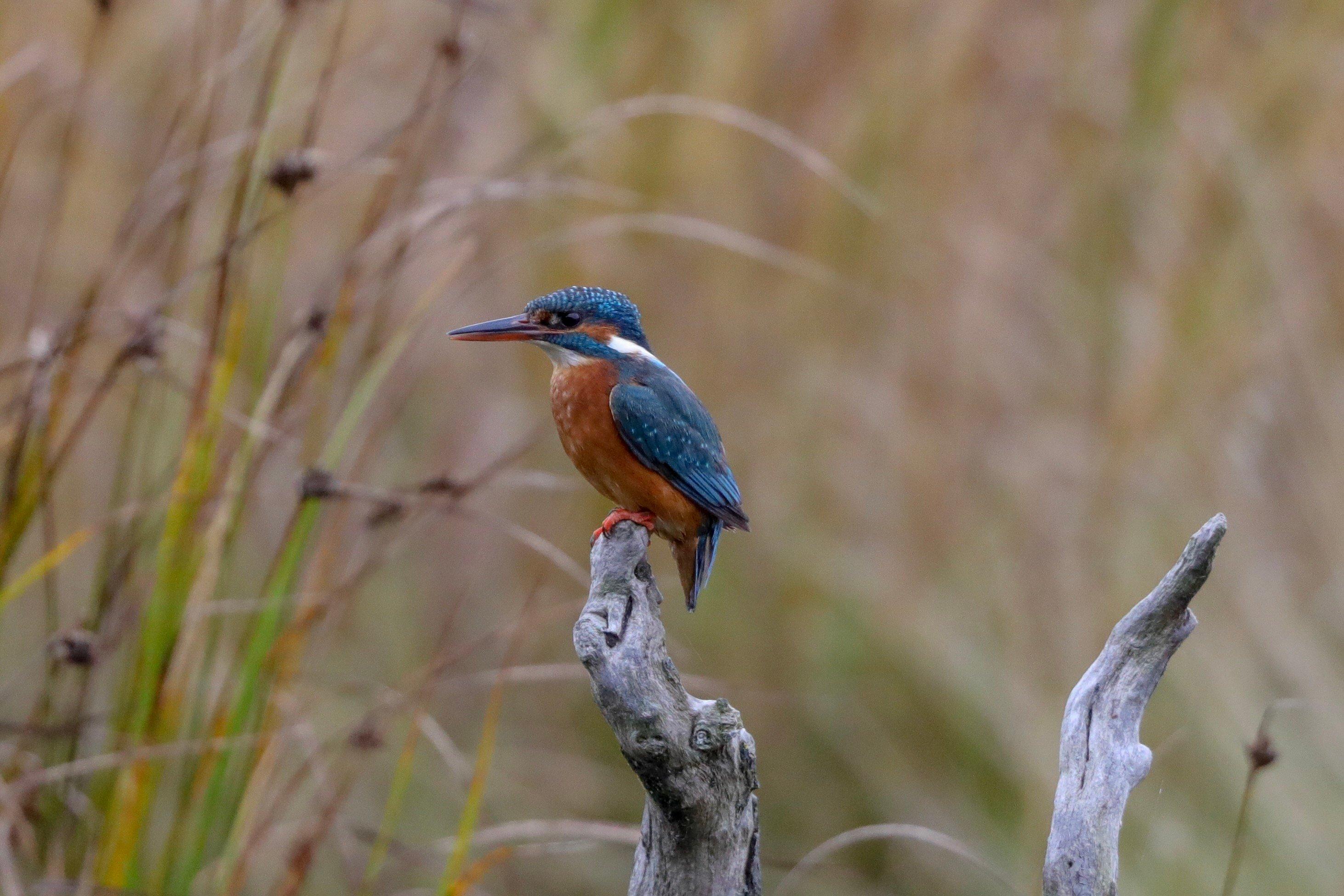 Montrose Basin Visitor Centre, Scottish Wildlife Trust