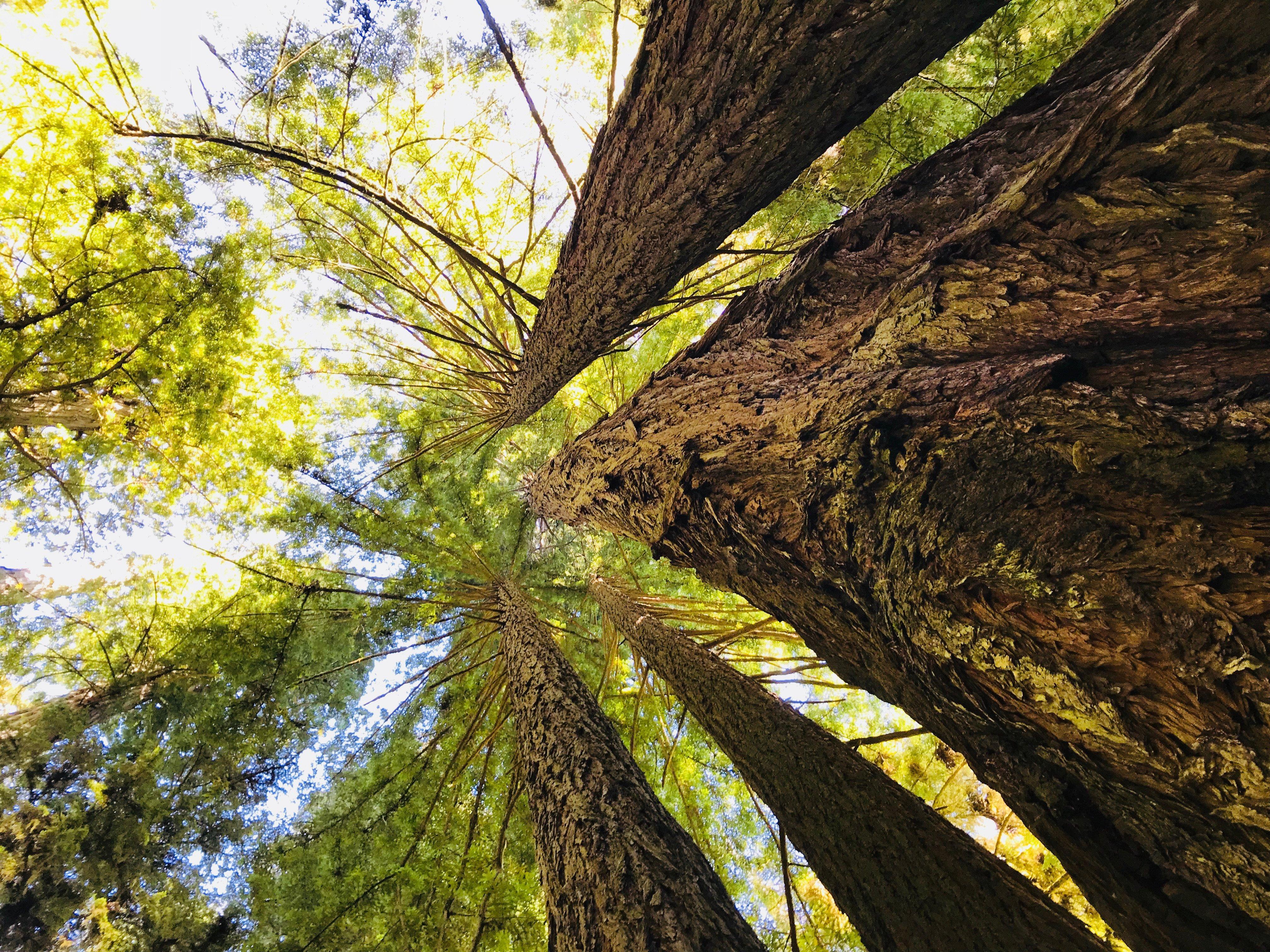 Redwood National Park