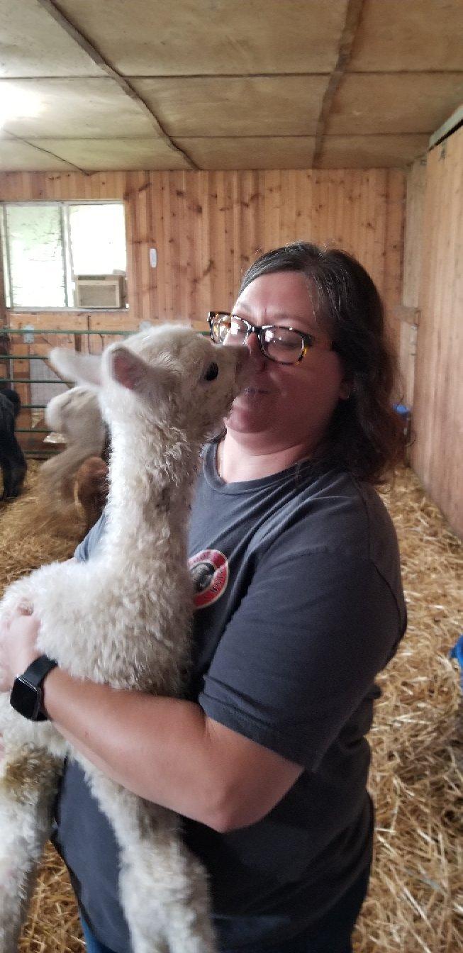 Tiskilwa Farms Alpacas