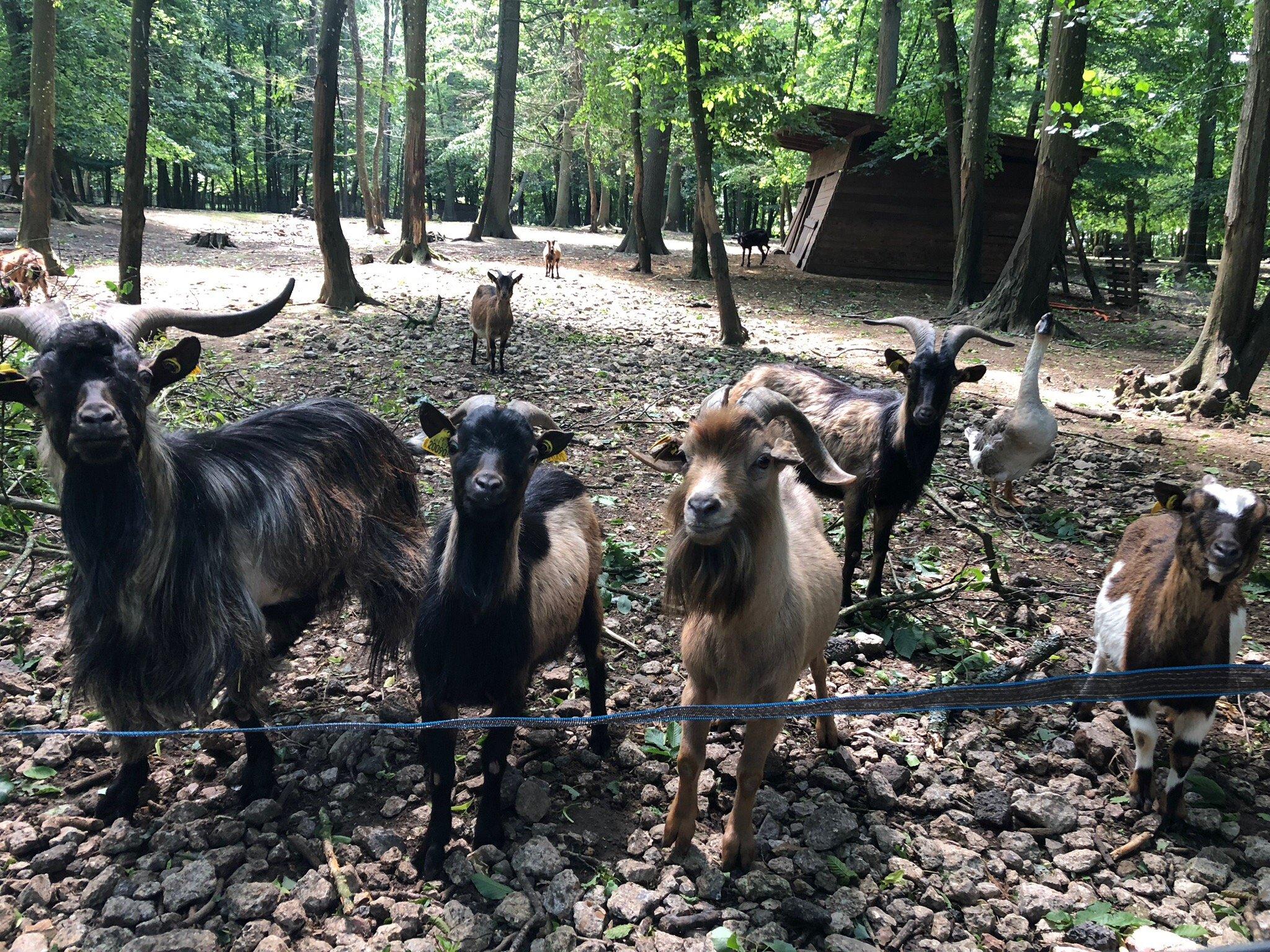 Parc Animalier de Janvry