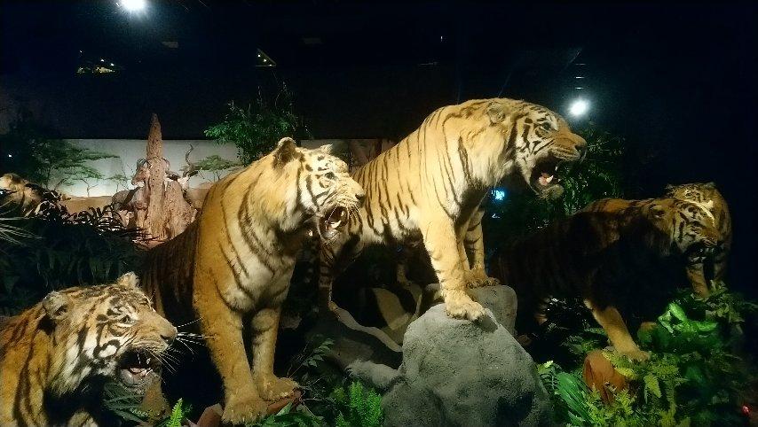 Muséum d'Histoire Naturelle (Museum of Natural History)