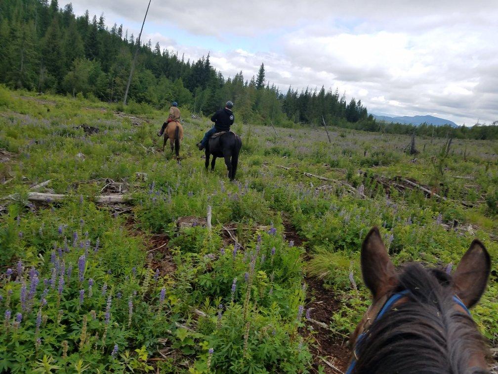 Mountain Horse Adventures