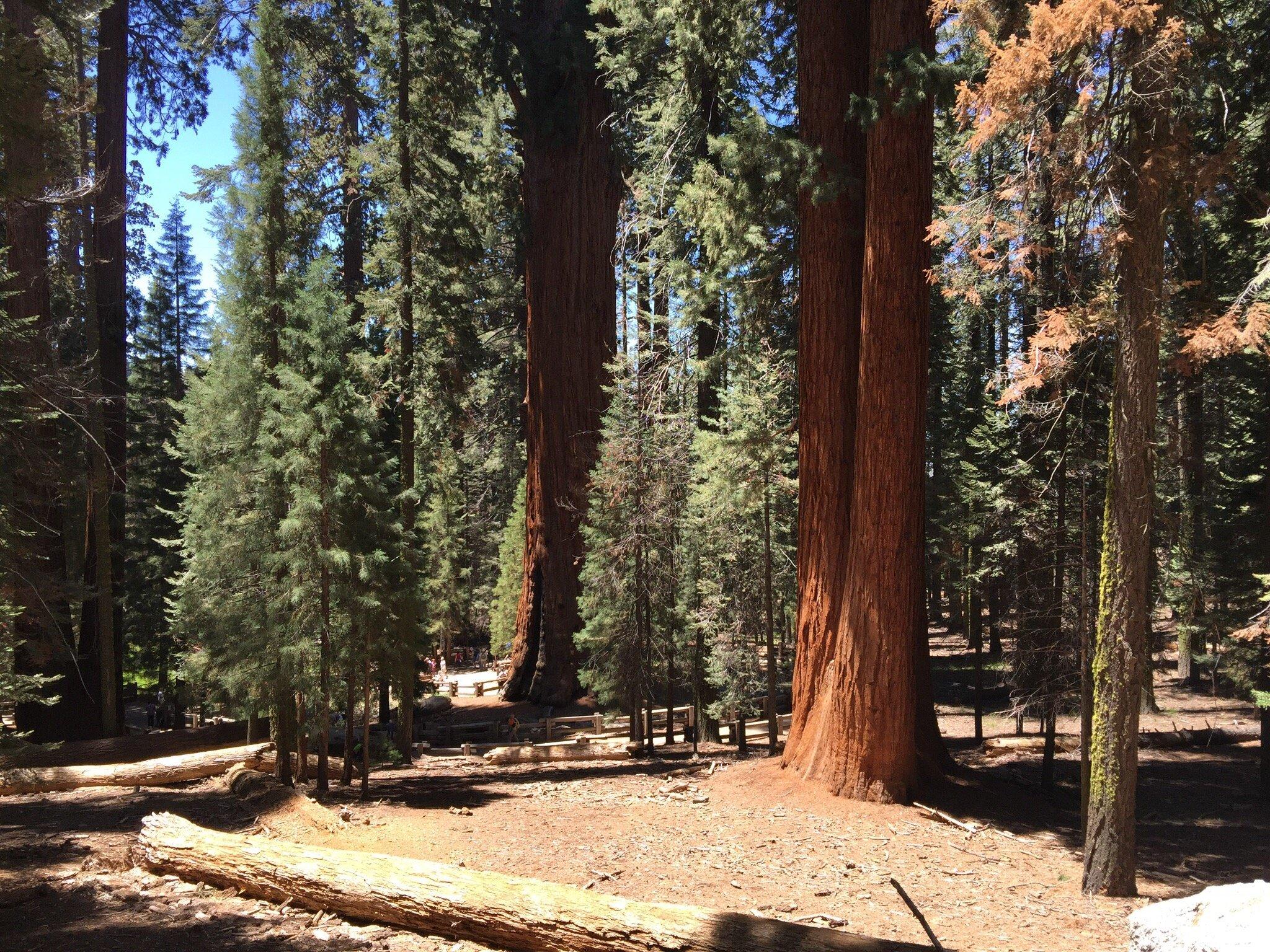 Visalia / Sequoia National Park KOA