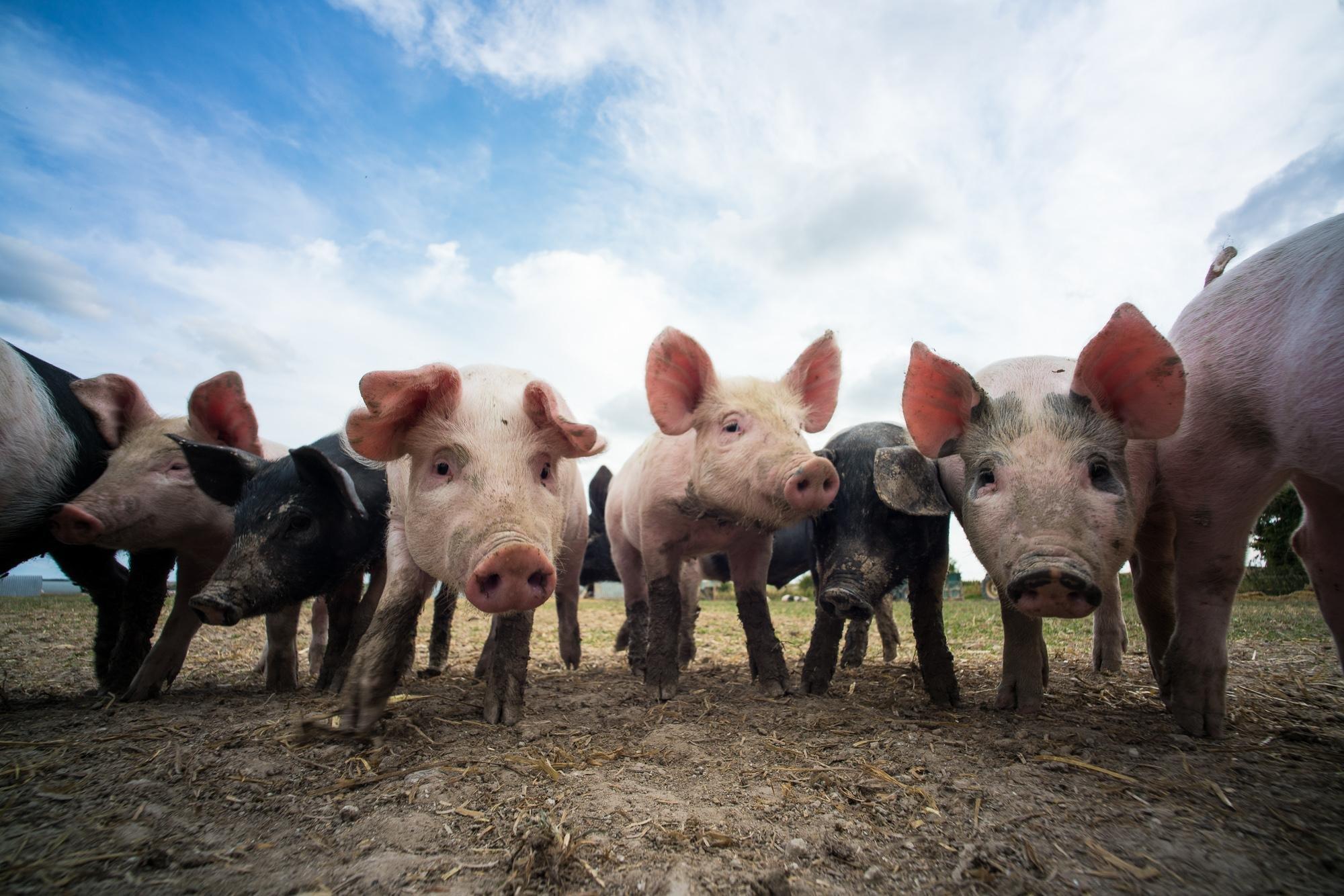 Helen Browning's Eastbrook Experiences