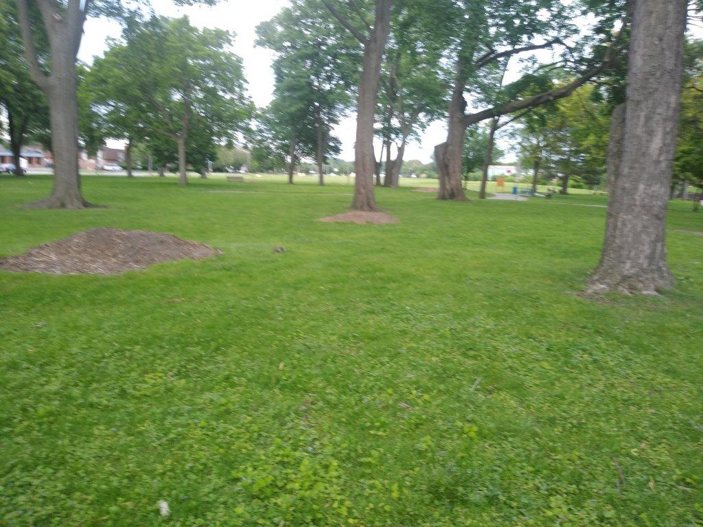 McArthur Park Arboretum