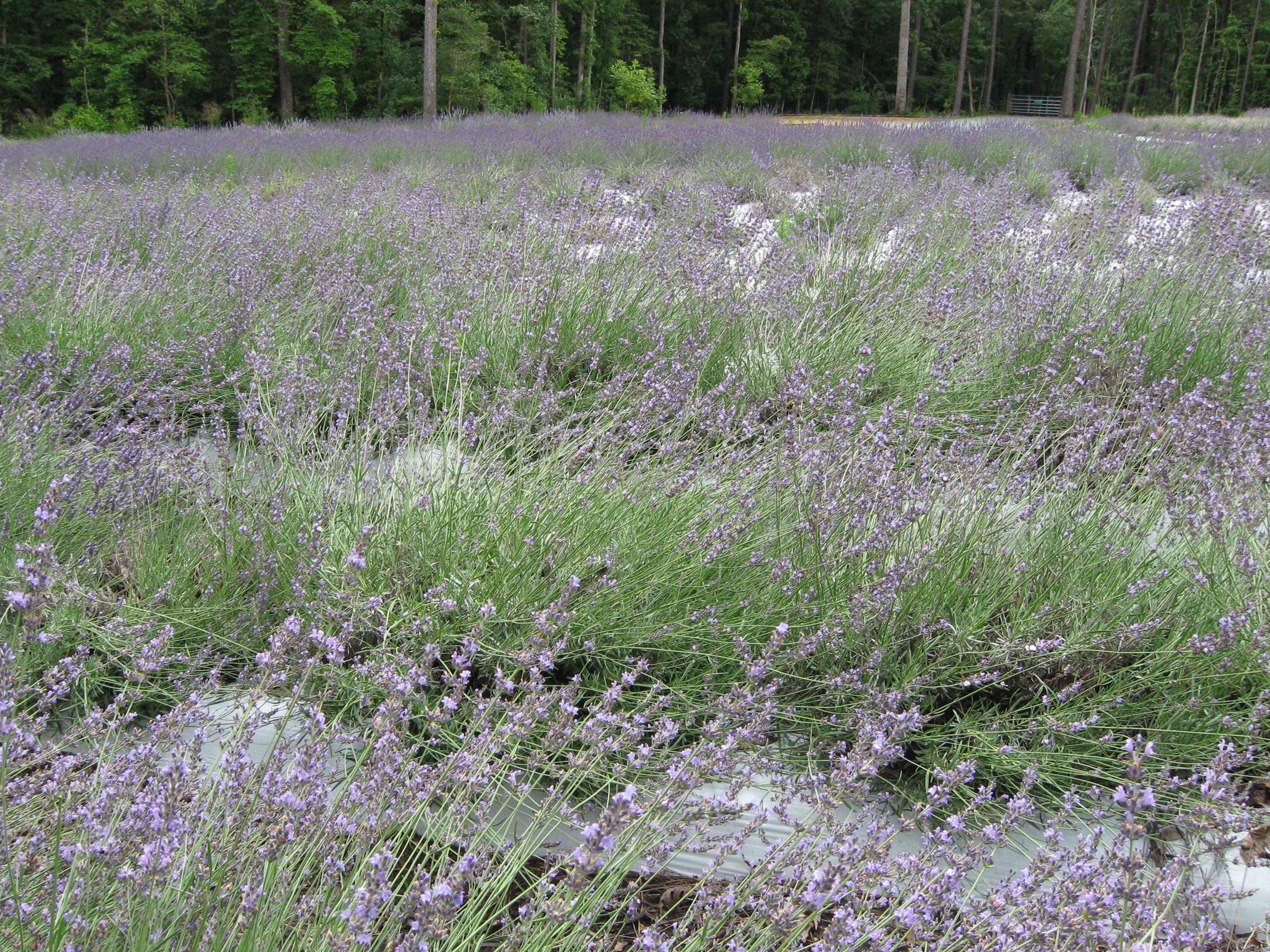 Lavender Oaks Farm
