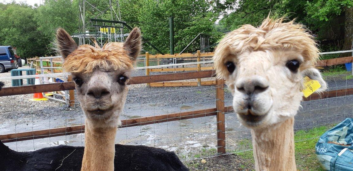 Snowdonia Alpacas