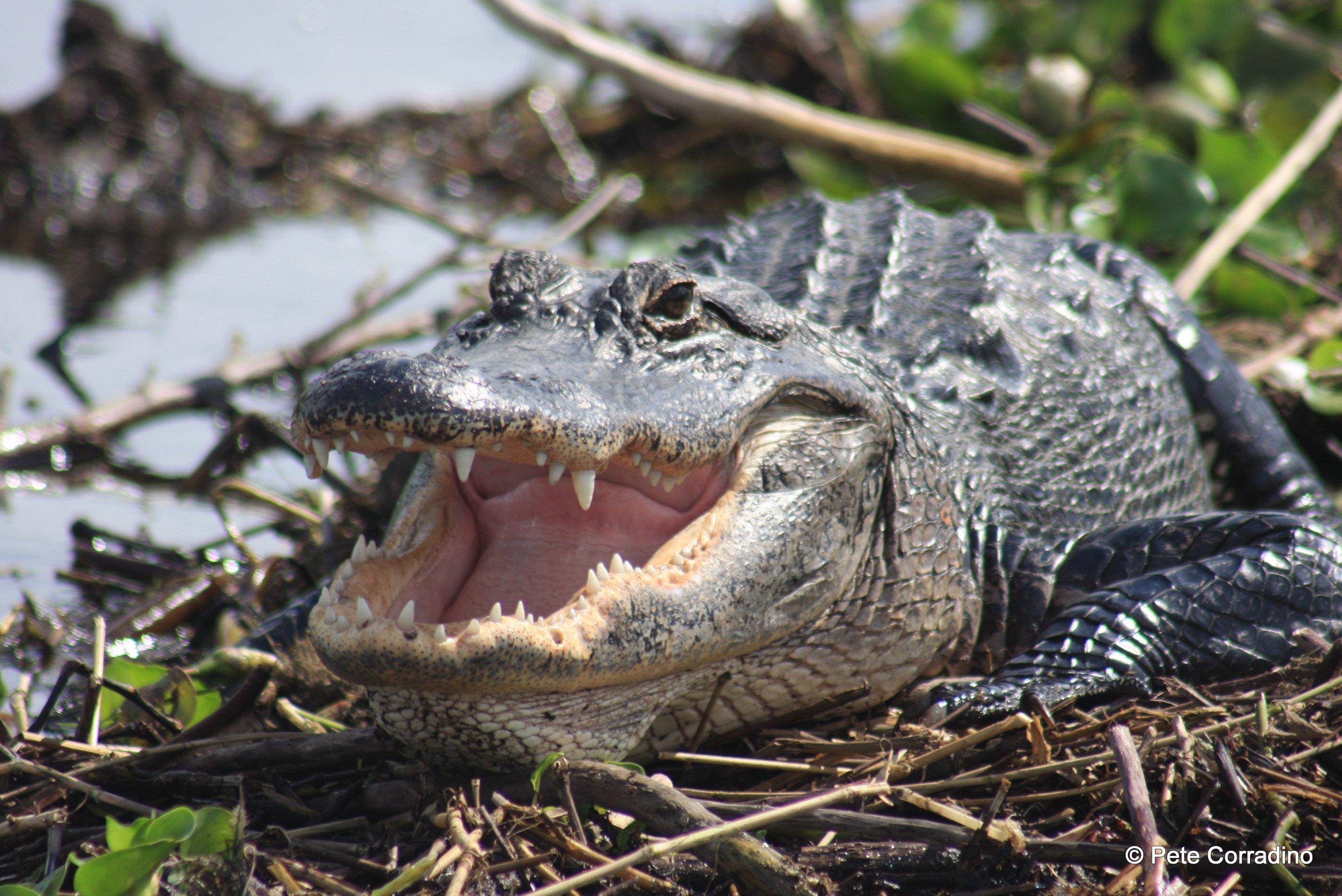 Everglades Day Safari