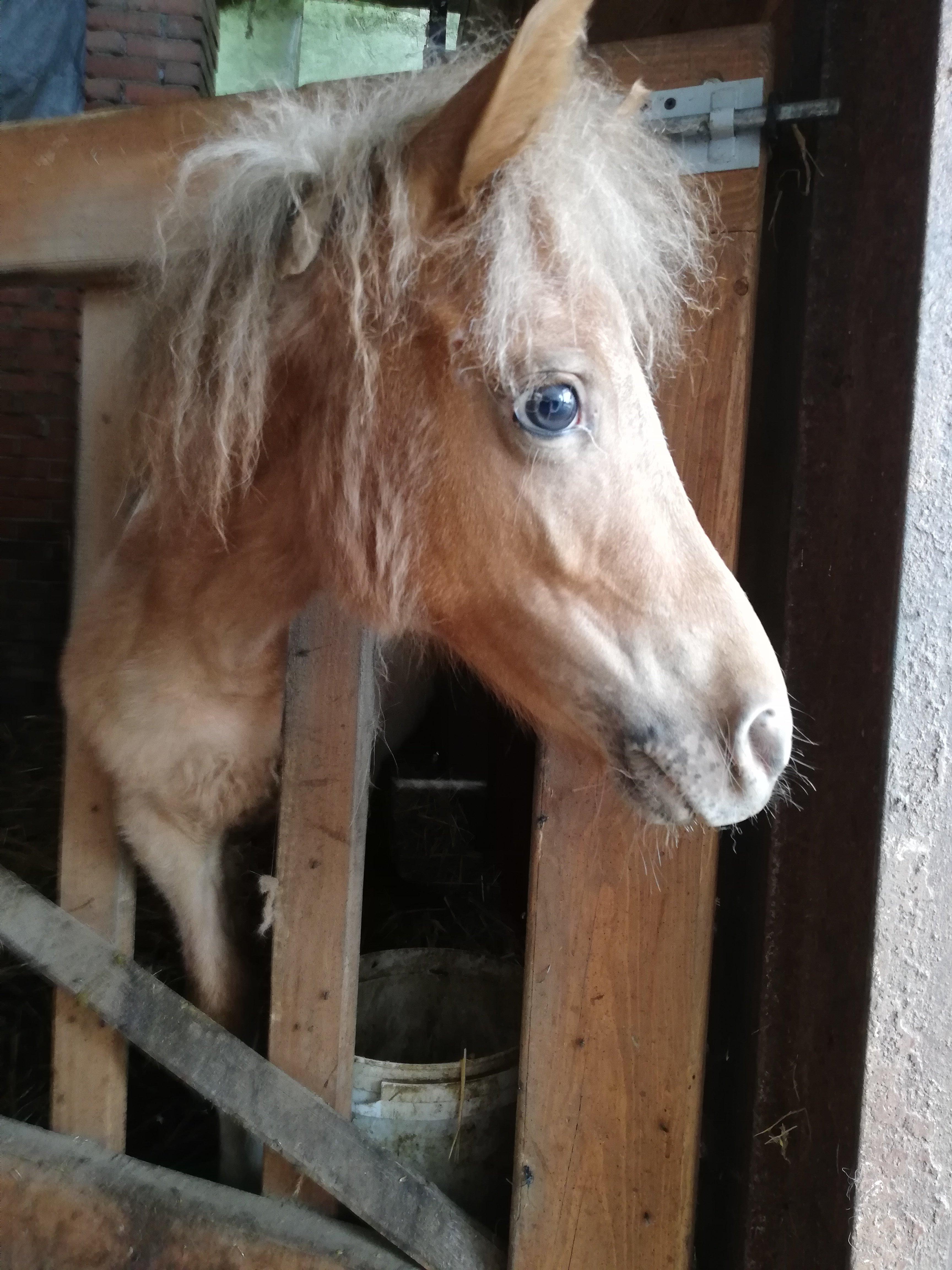 B&C Ranch Della Luce