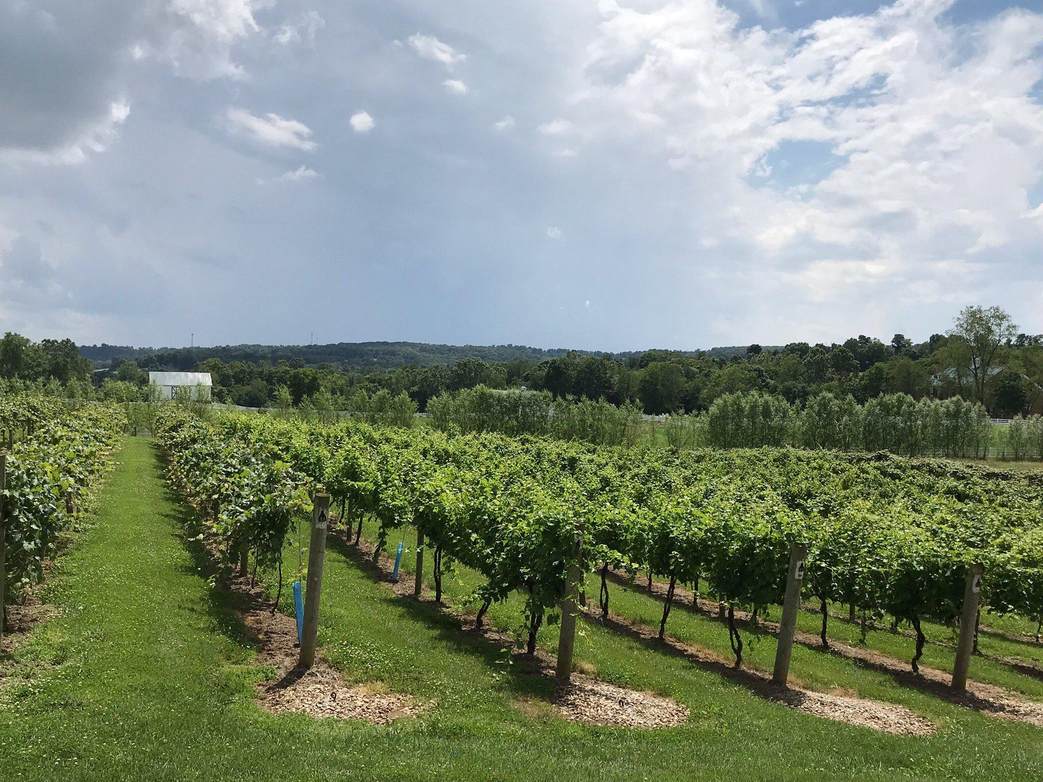 RockSide Winery and Vineyards
