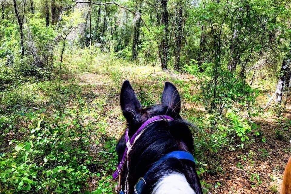 St Francis’s Sunnyside up Farm Animal Rescue