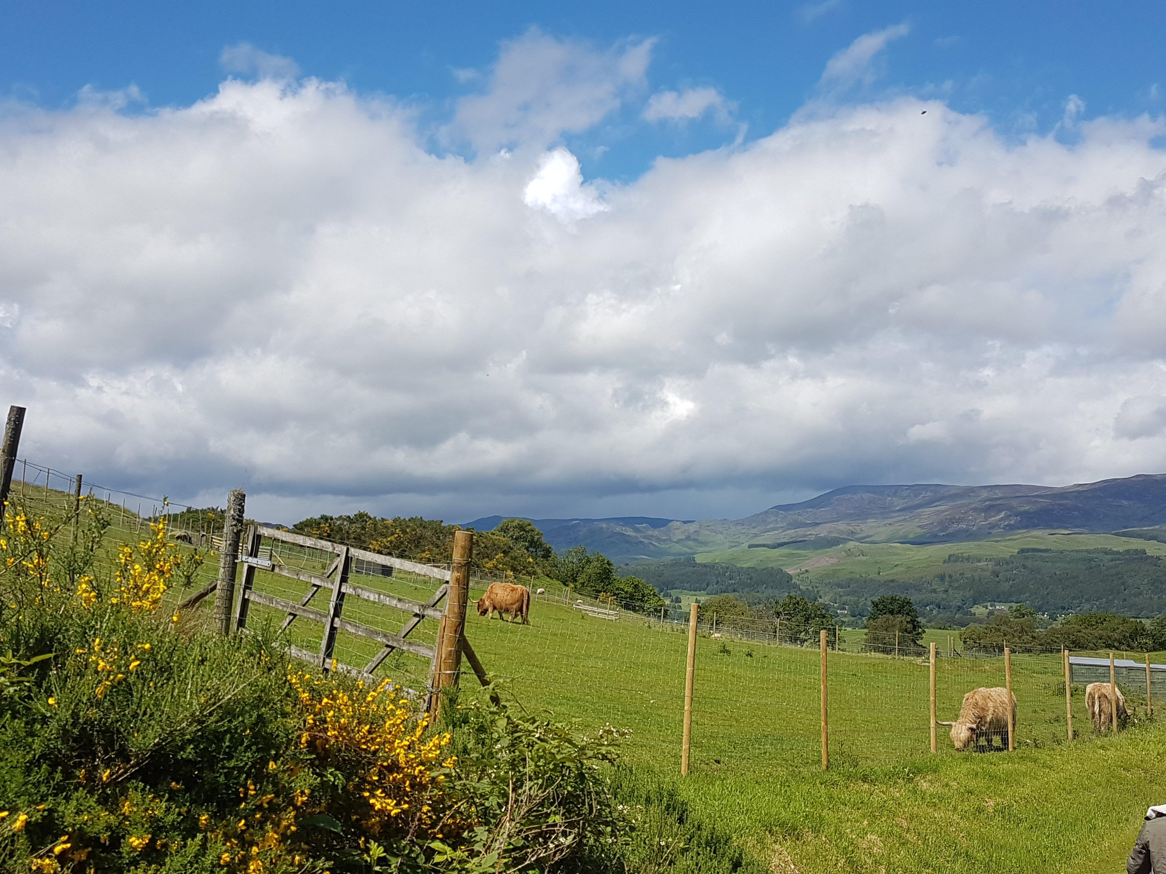 Auchingarrich Wildlife And Adventure Park