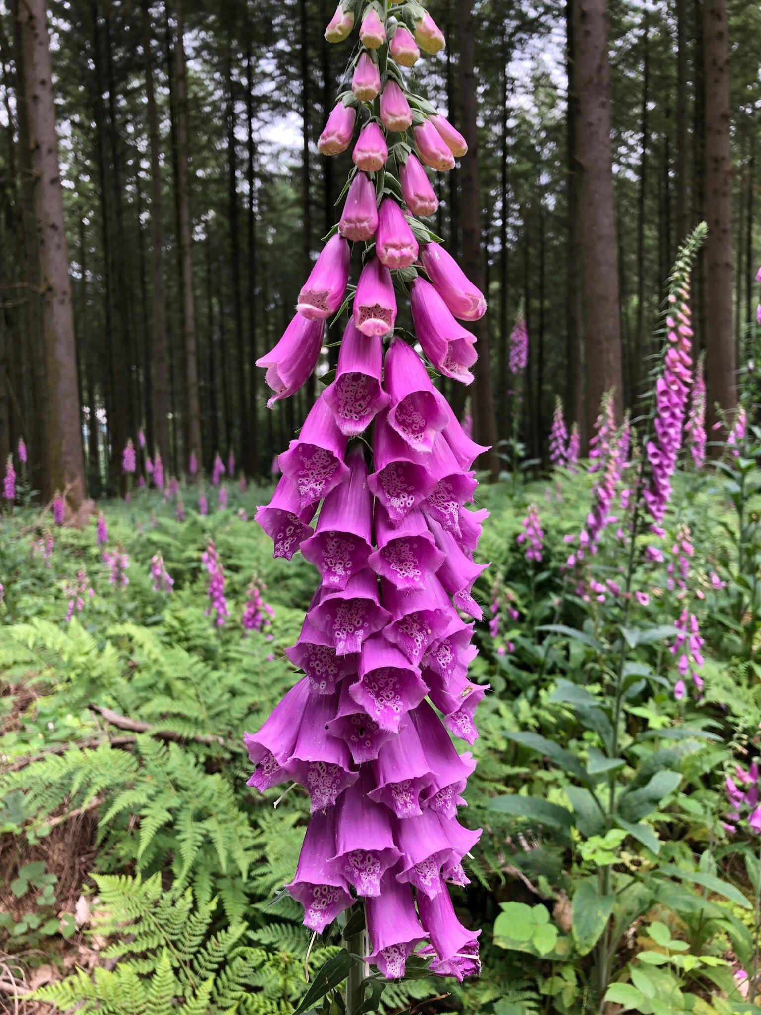 Saar-Hunsrüeck Steig