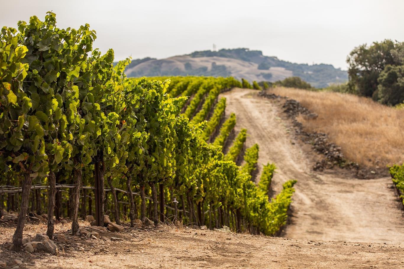 Herzegovina Wine Boutiques