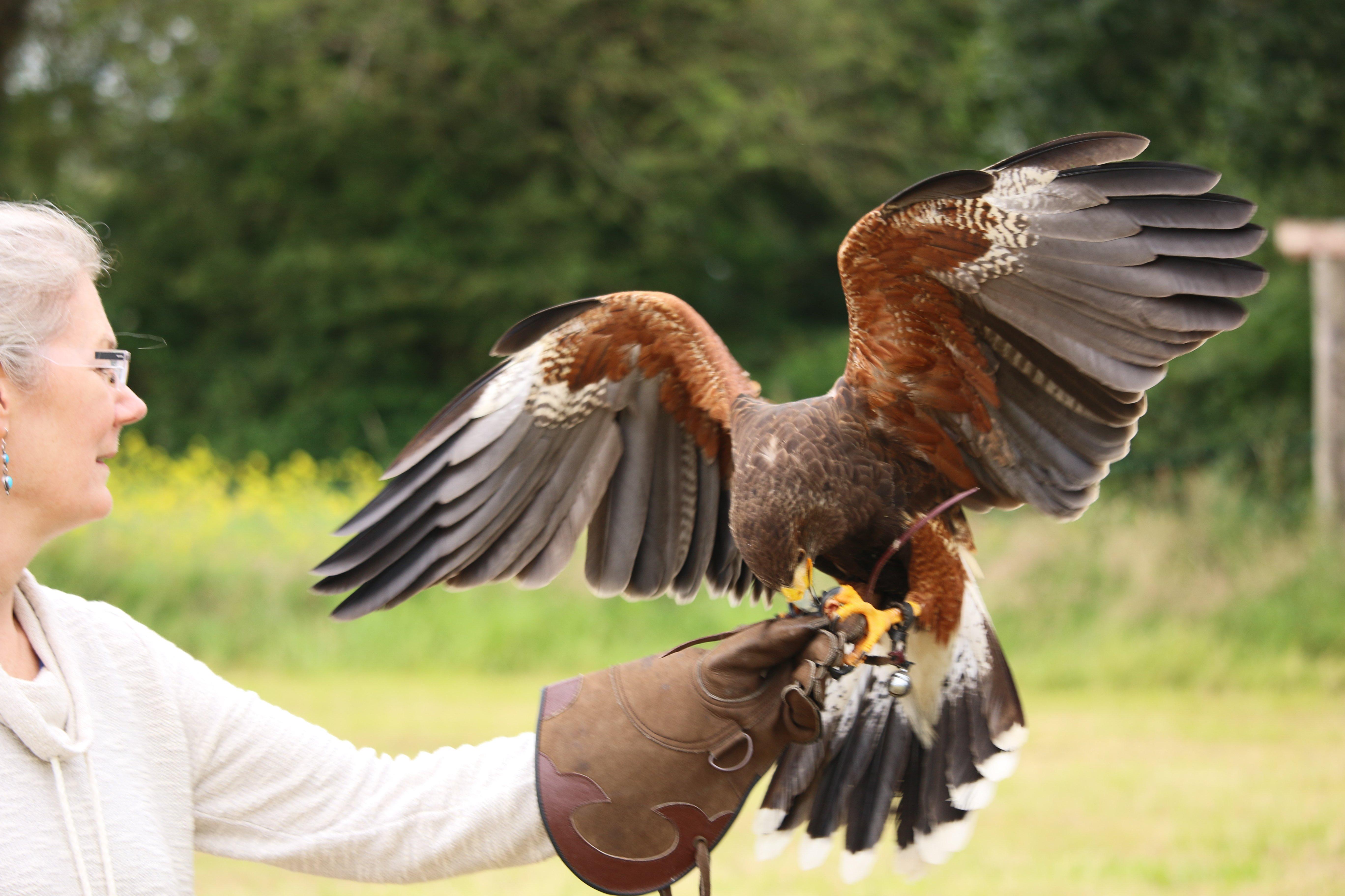 Falconry Kerry