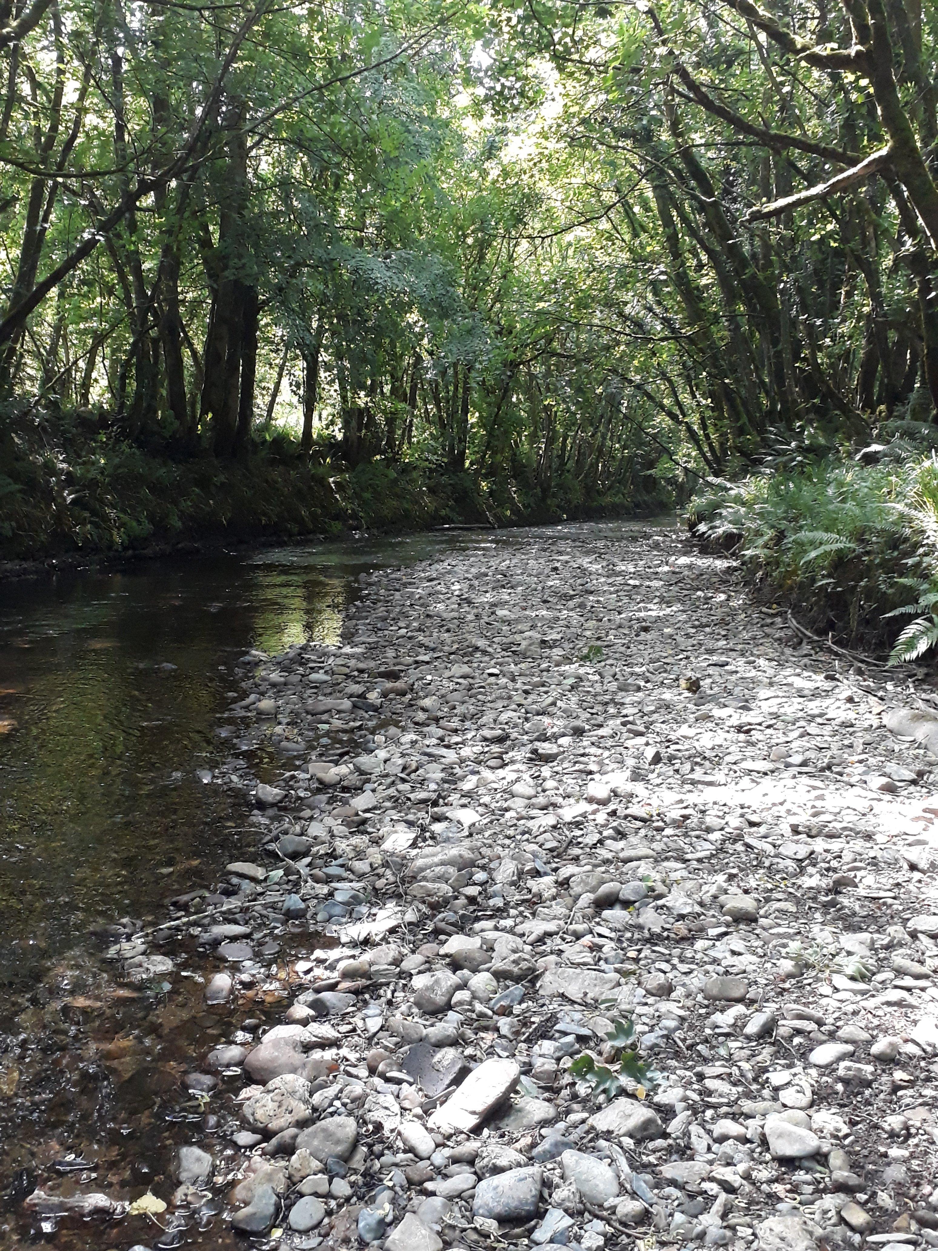 Loddiswell Walk & the Middle Avon Valley
