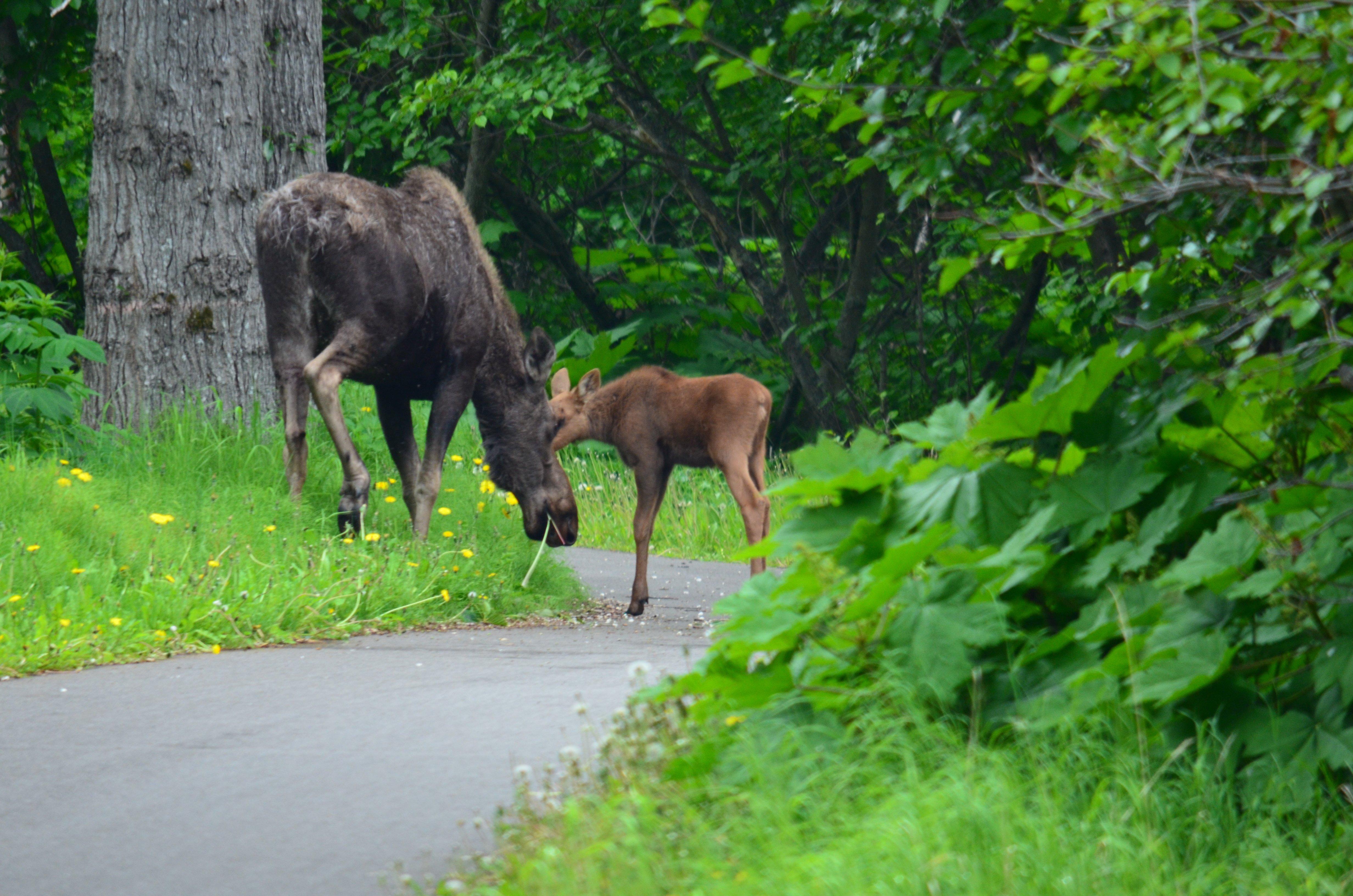 Tony Knowles Coastal Trail