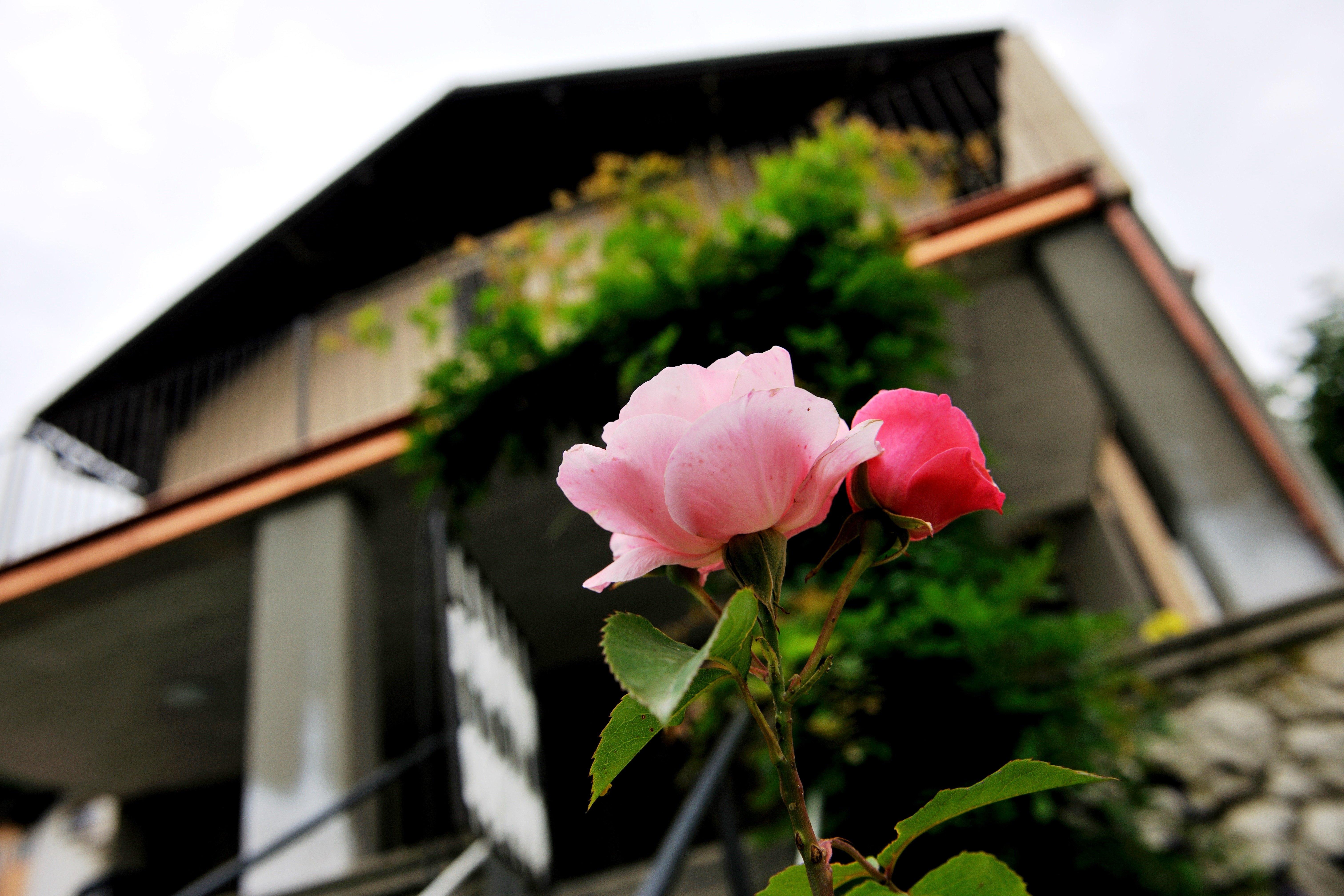 Villa Home & Garden Lasko