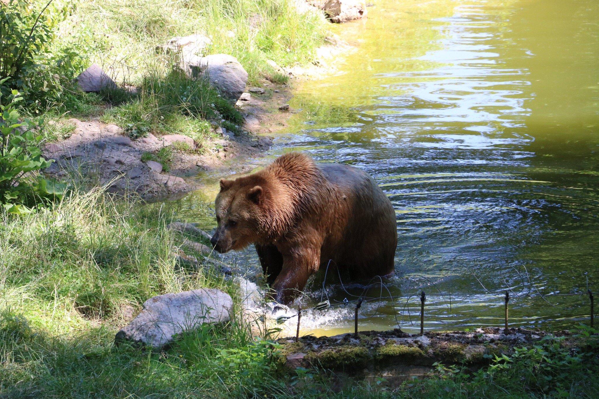 Wisentgehege Springe