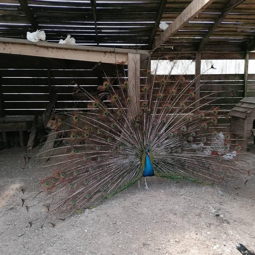 parc animalier de Saint Vougay