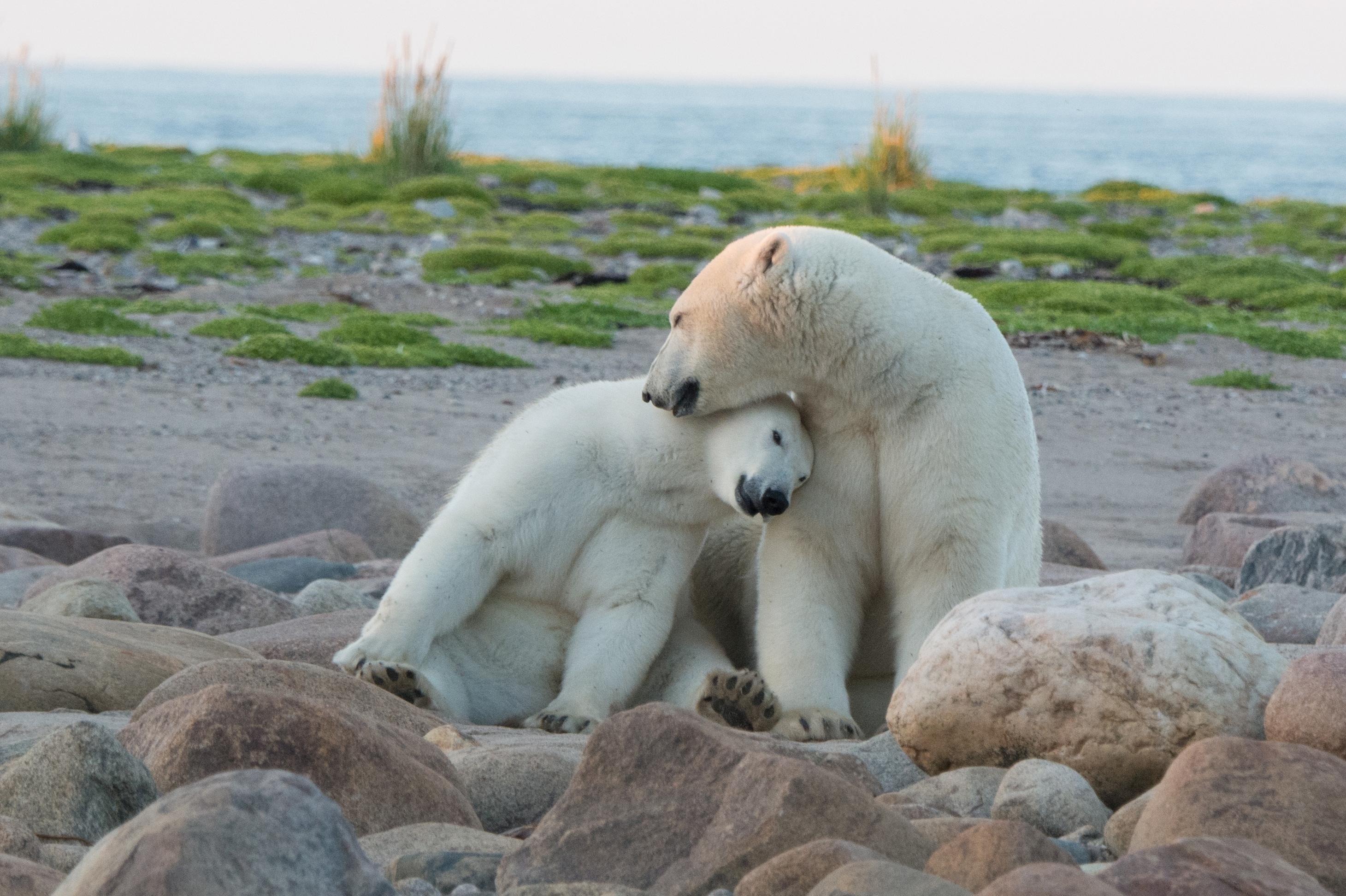 Lazy Bear Expeditions