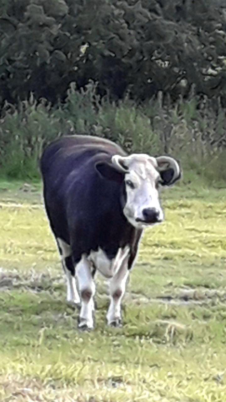 Lucy's Guesthouse At Oathill Farm House