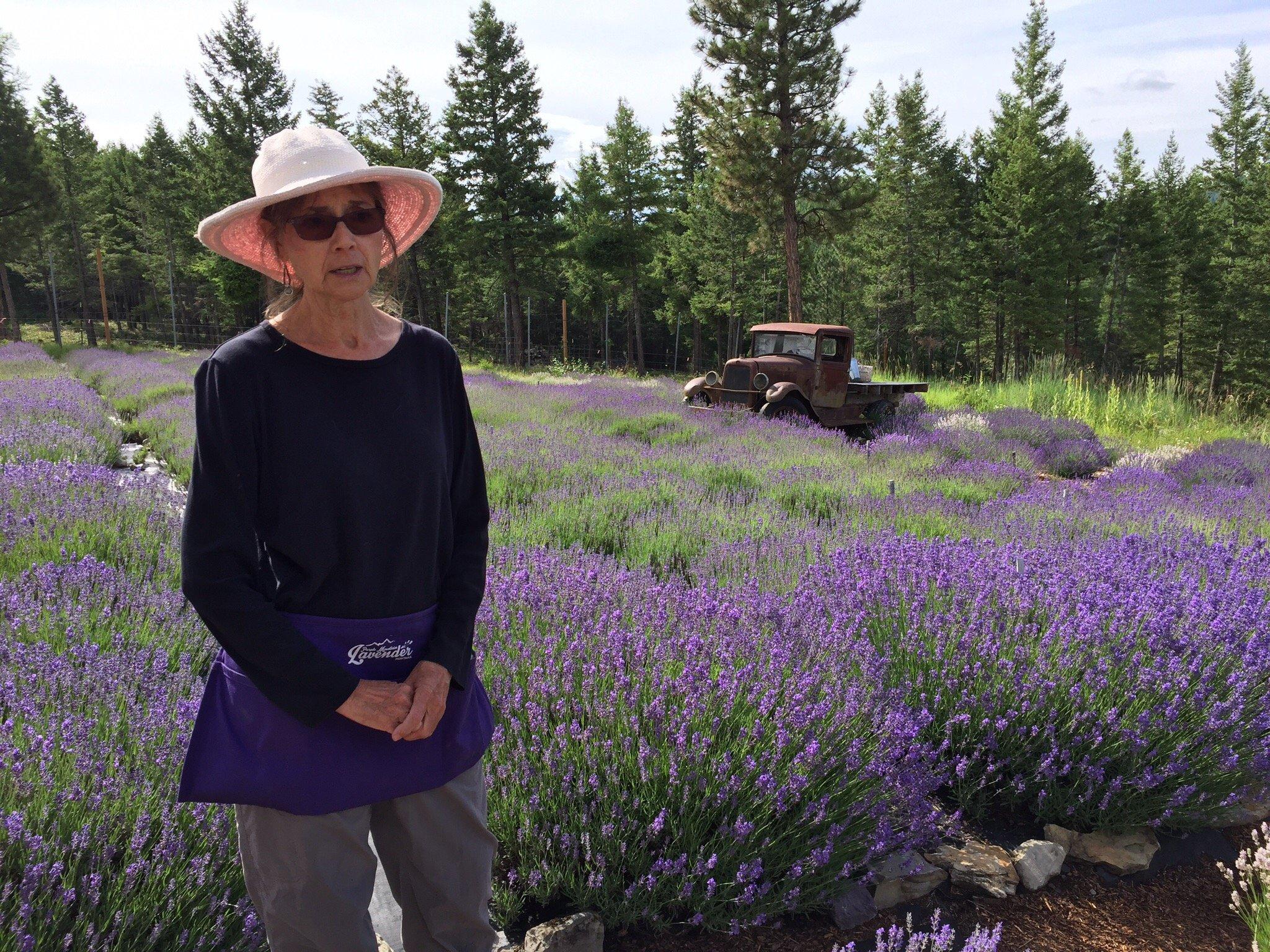 Purple mountain lavender