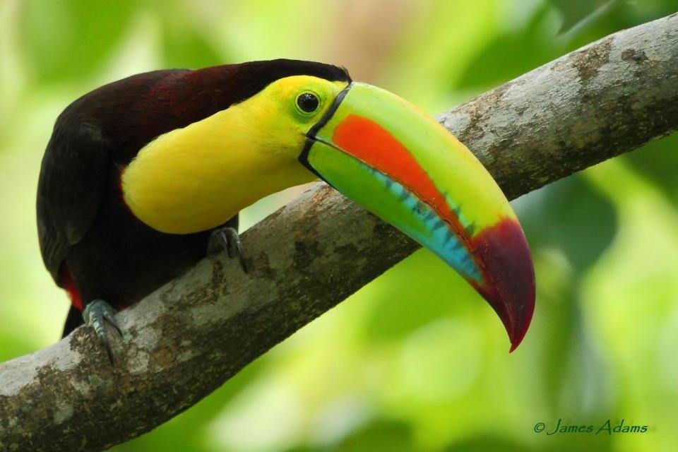 Natural Selections Tours