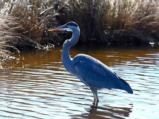 Blue Heron RV Park