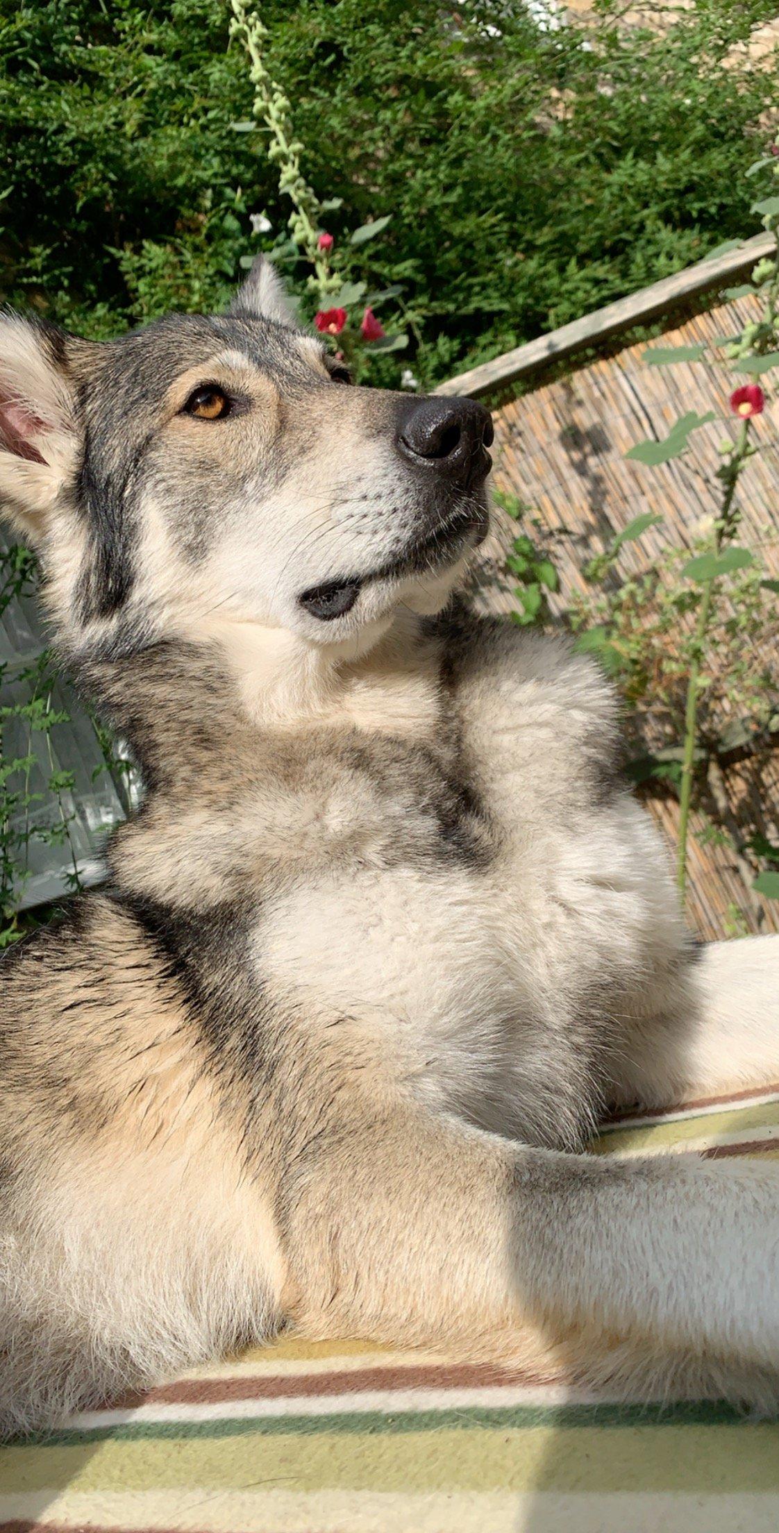 Photo by Prestonpitt