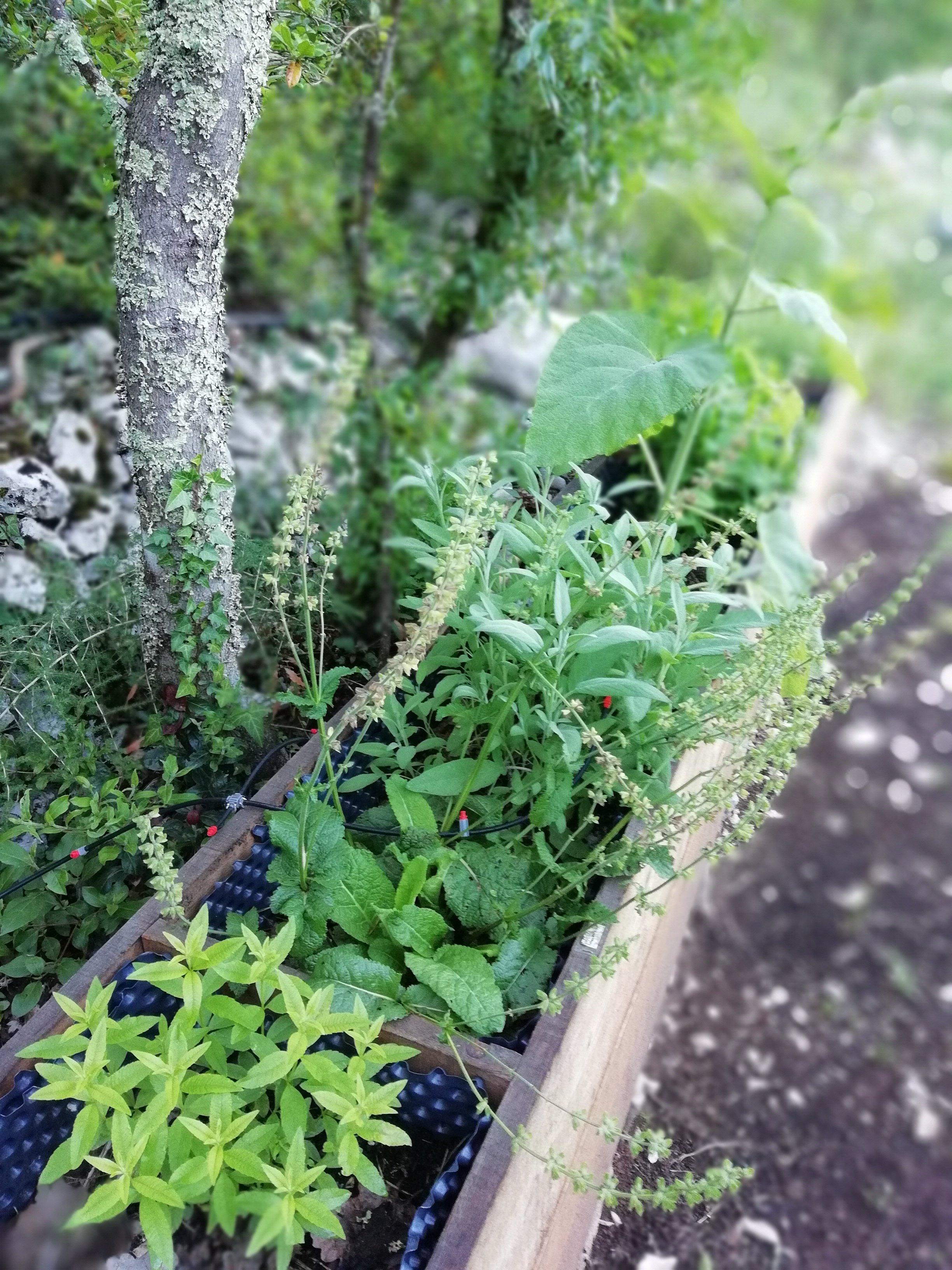 Distillerie du Bois de Paiolive