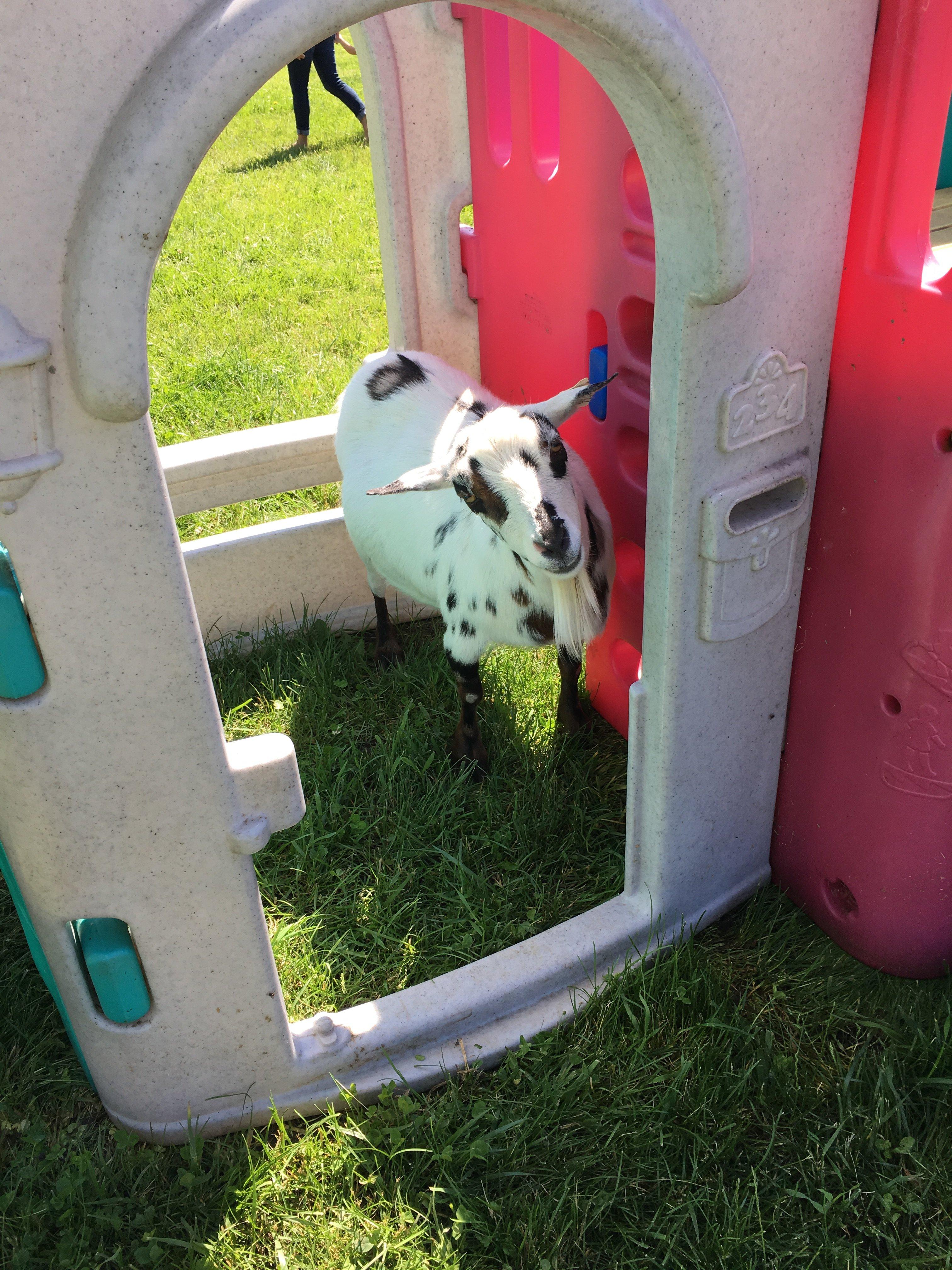 LeCronier's Baby Acres