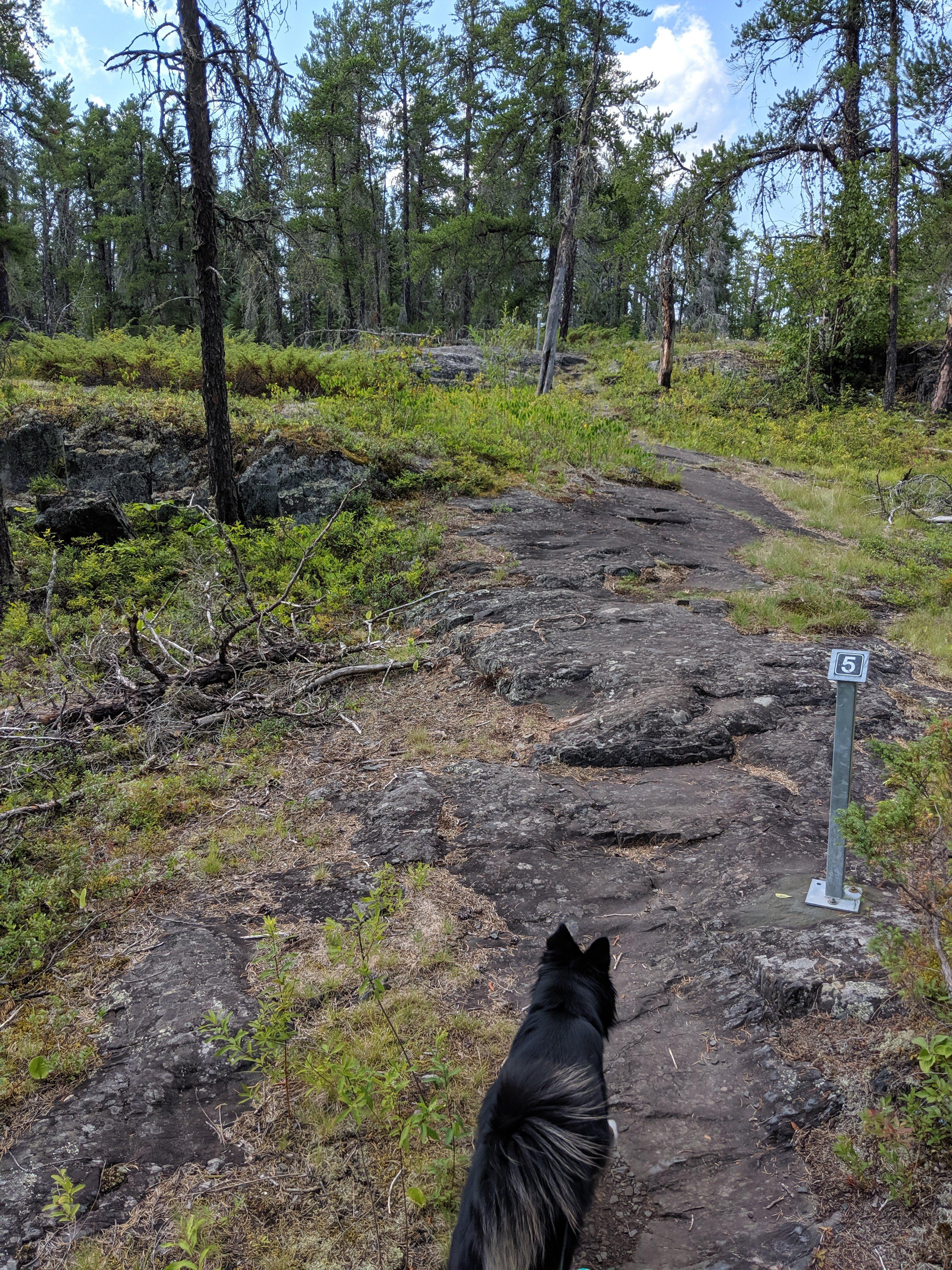 Falcon Creek Self-Guiding Trail