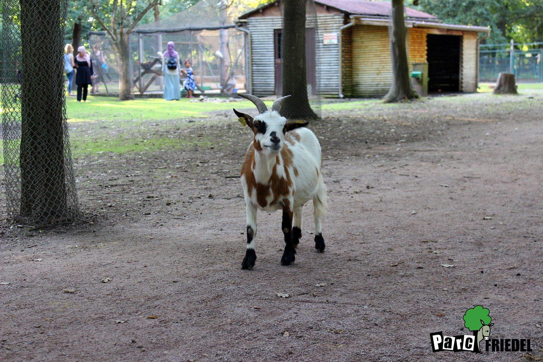 Parc Animalier Friedel