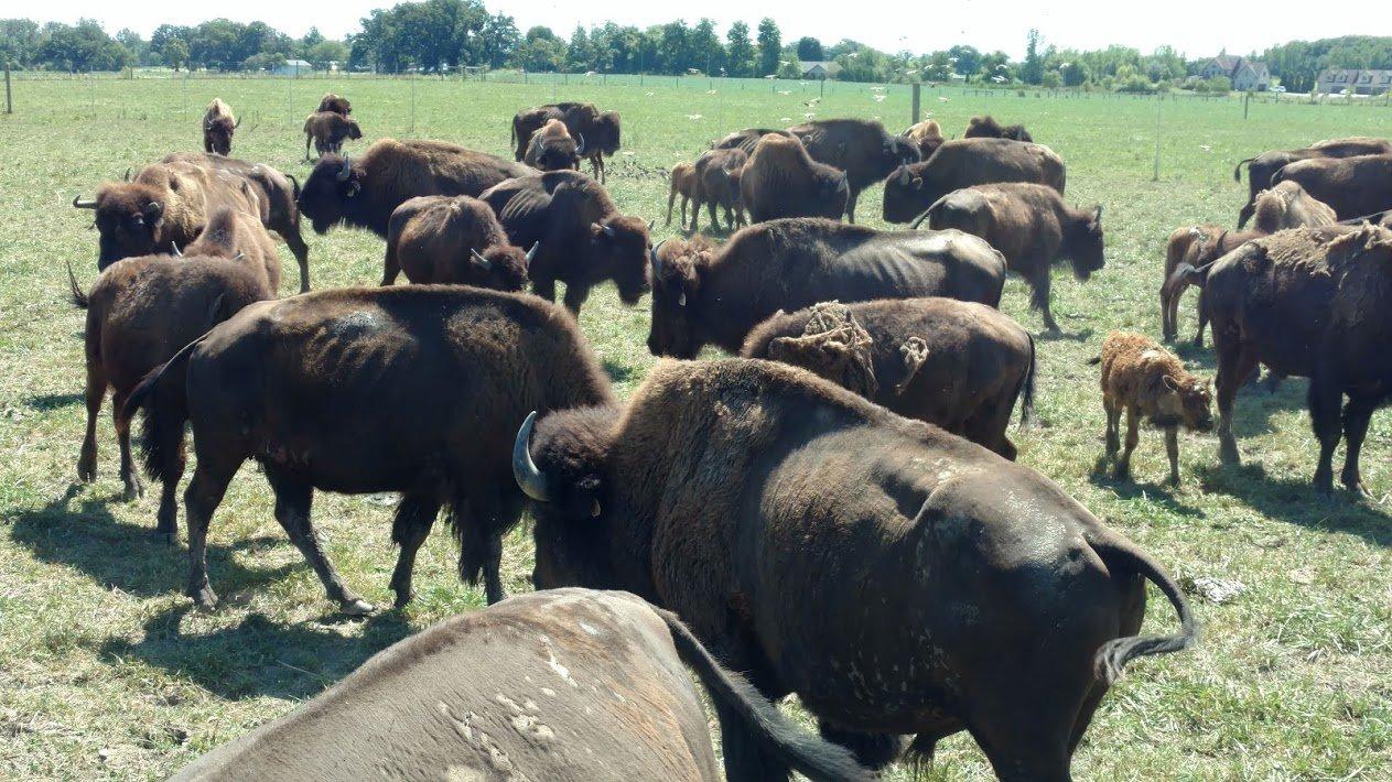 Broken Wagon Bison