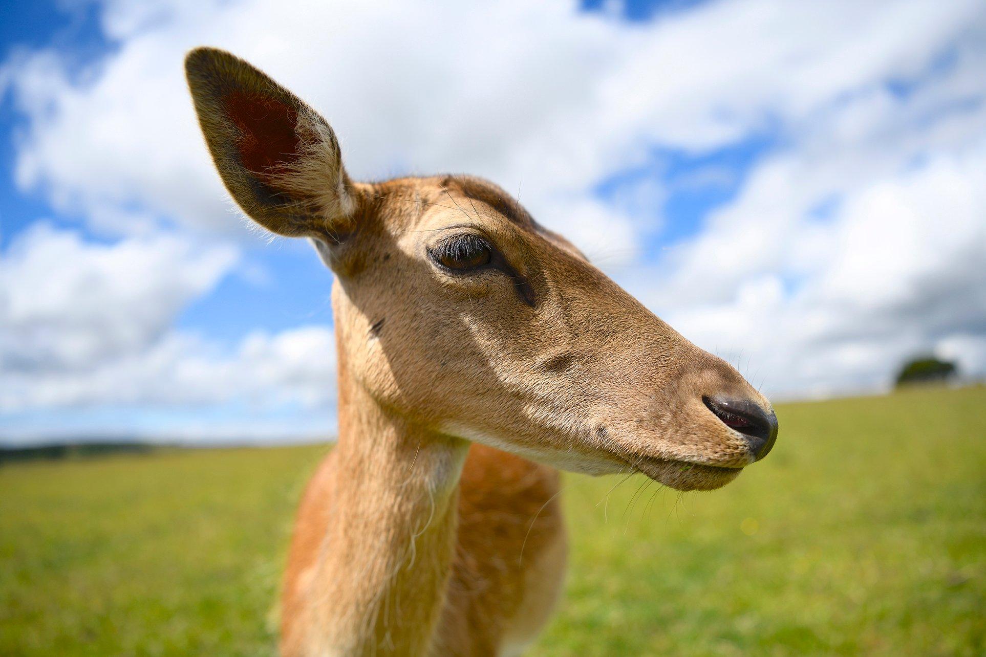 The Isle of Wight Deer Farm