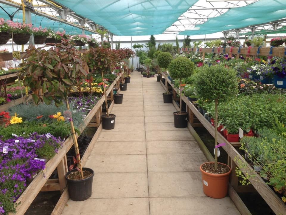 Elm Tree Farm Garden Nursery & Tea Room