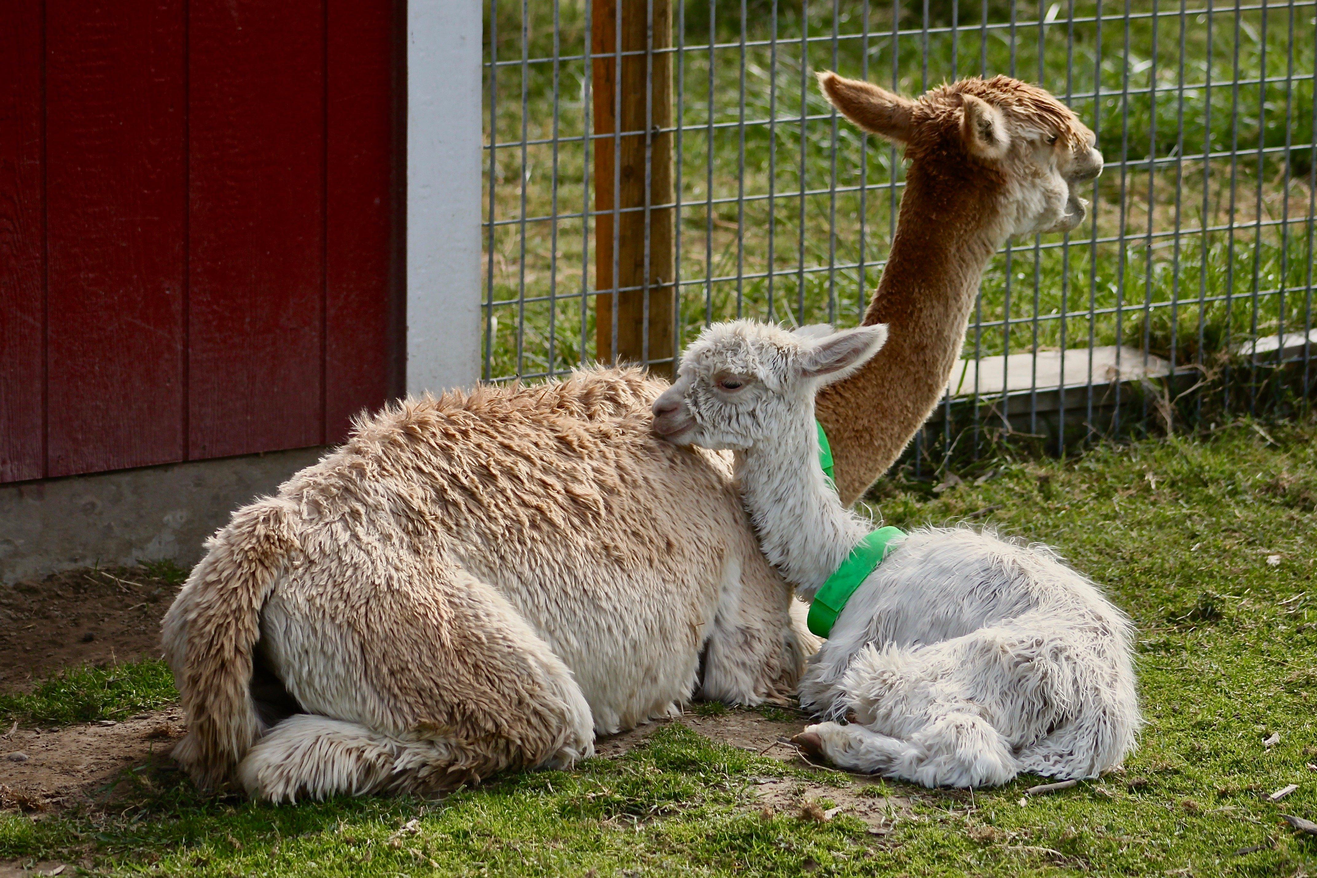 Sandollar Farms Alpacas & Pyrs