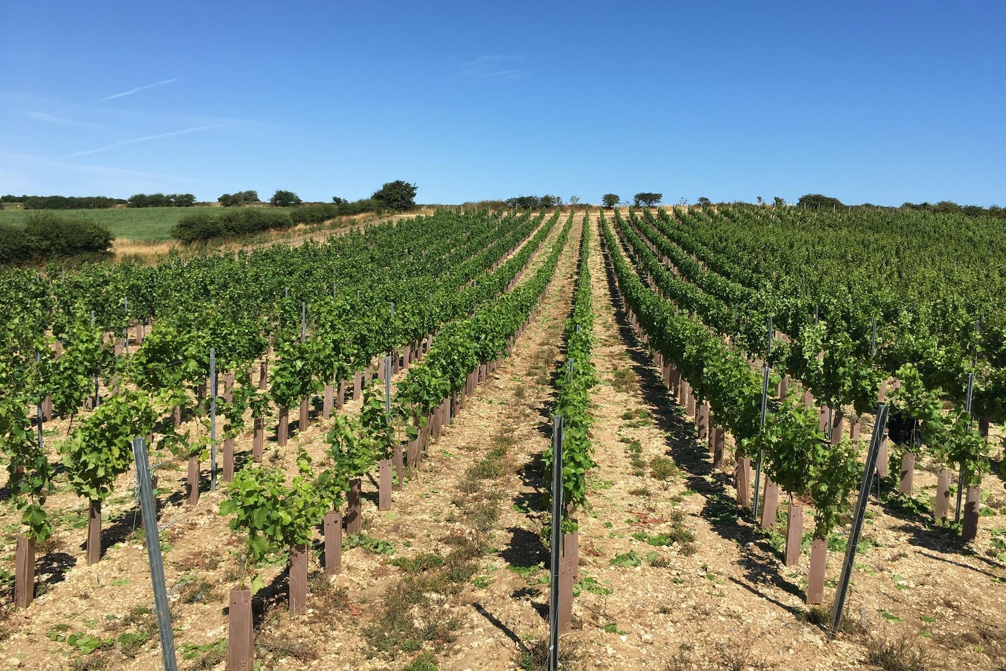 Burn Valley Vineyard