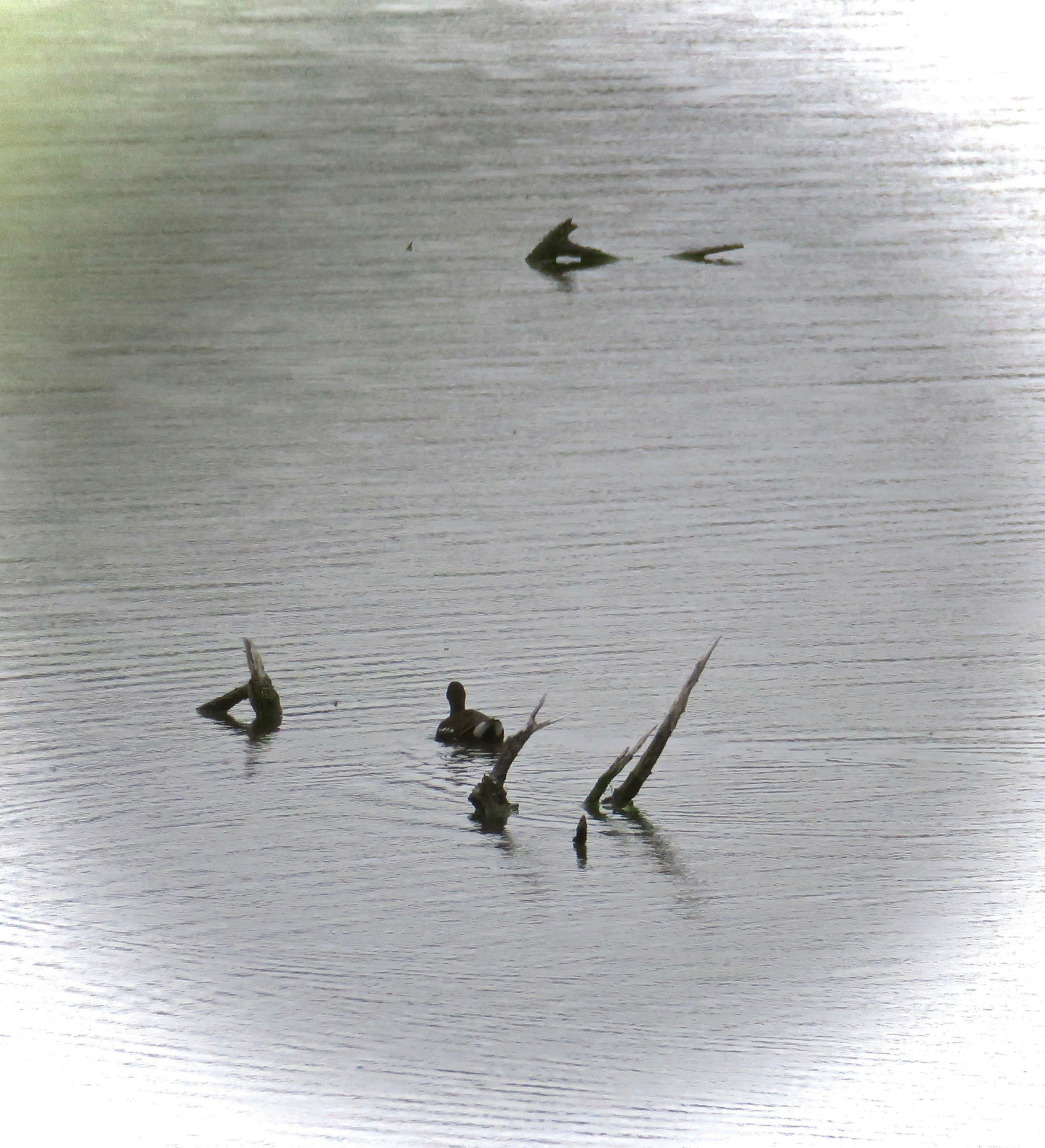 Réserve naturelle de Pouta-Fontana